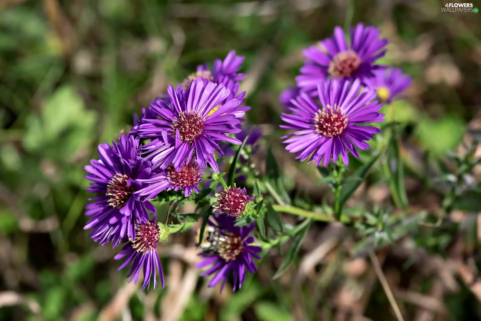 purple, Flowers, Aster
