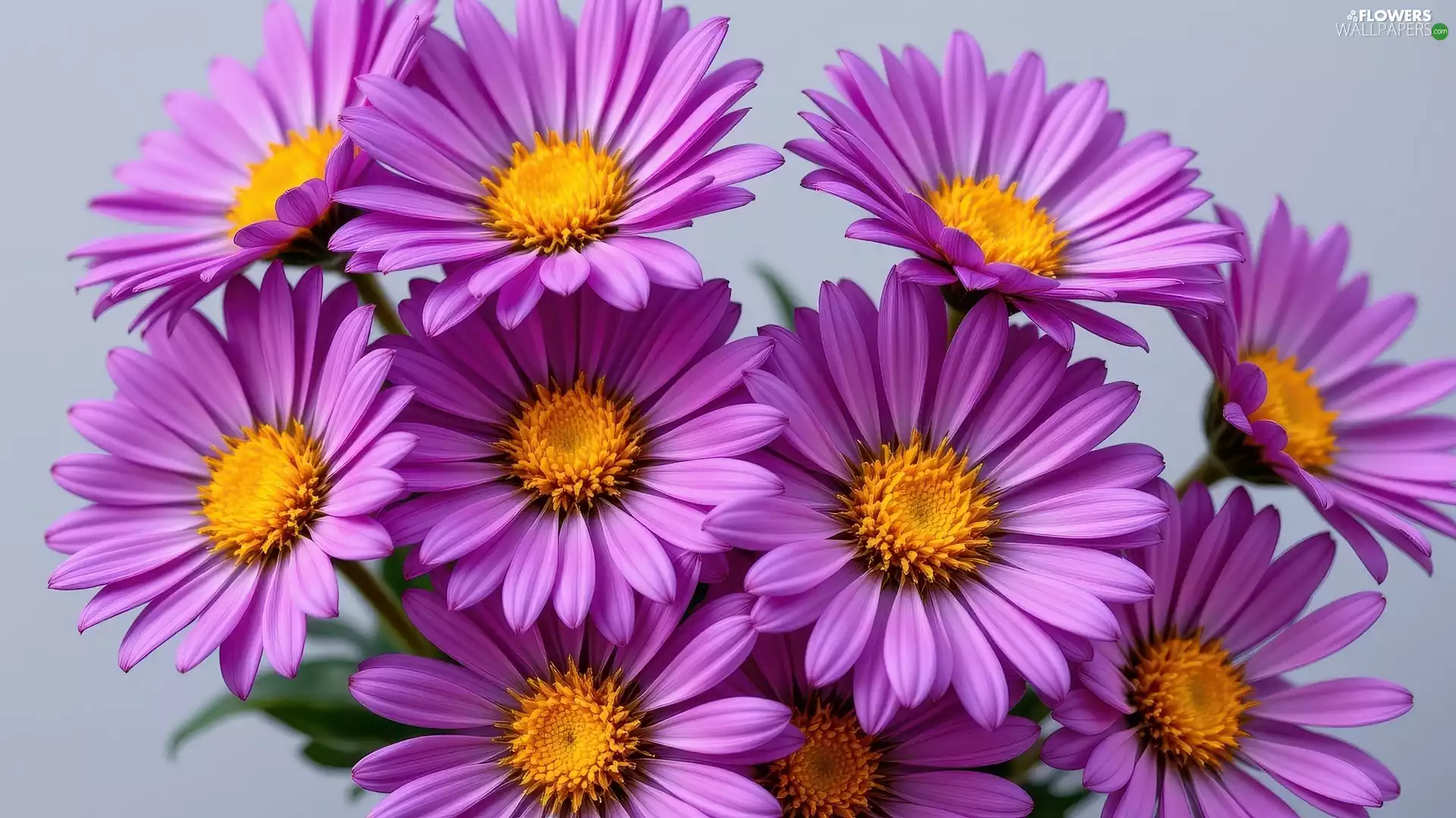 purple, Aster