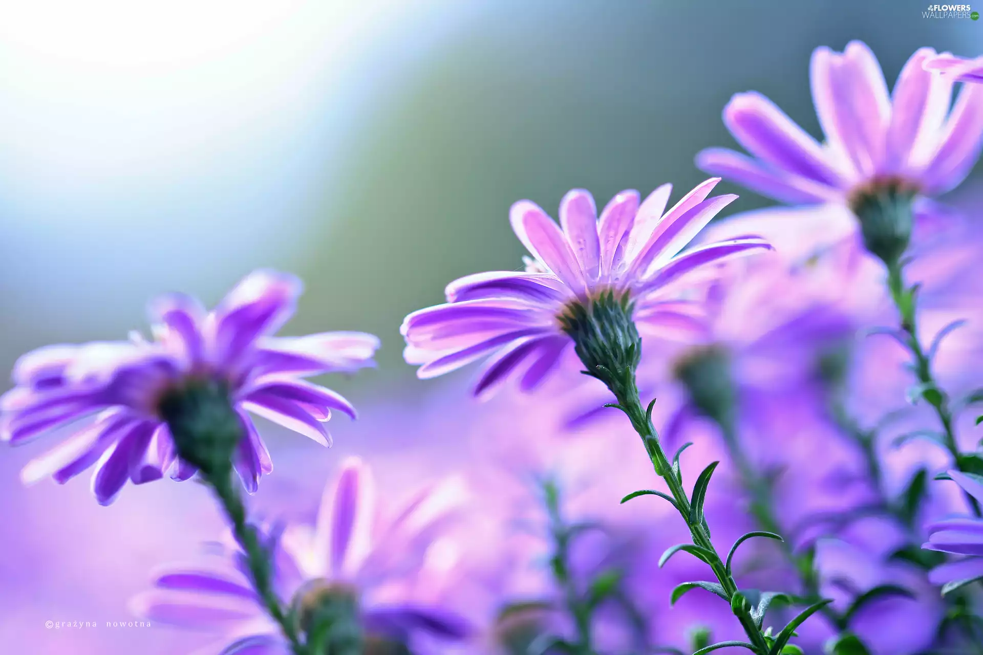 Astra, purple