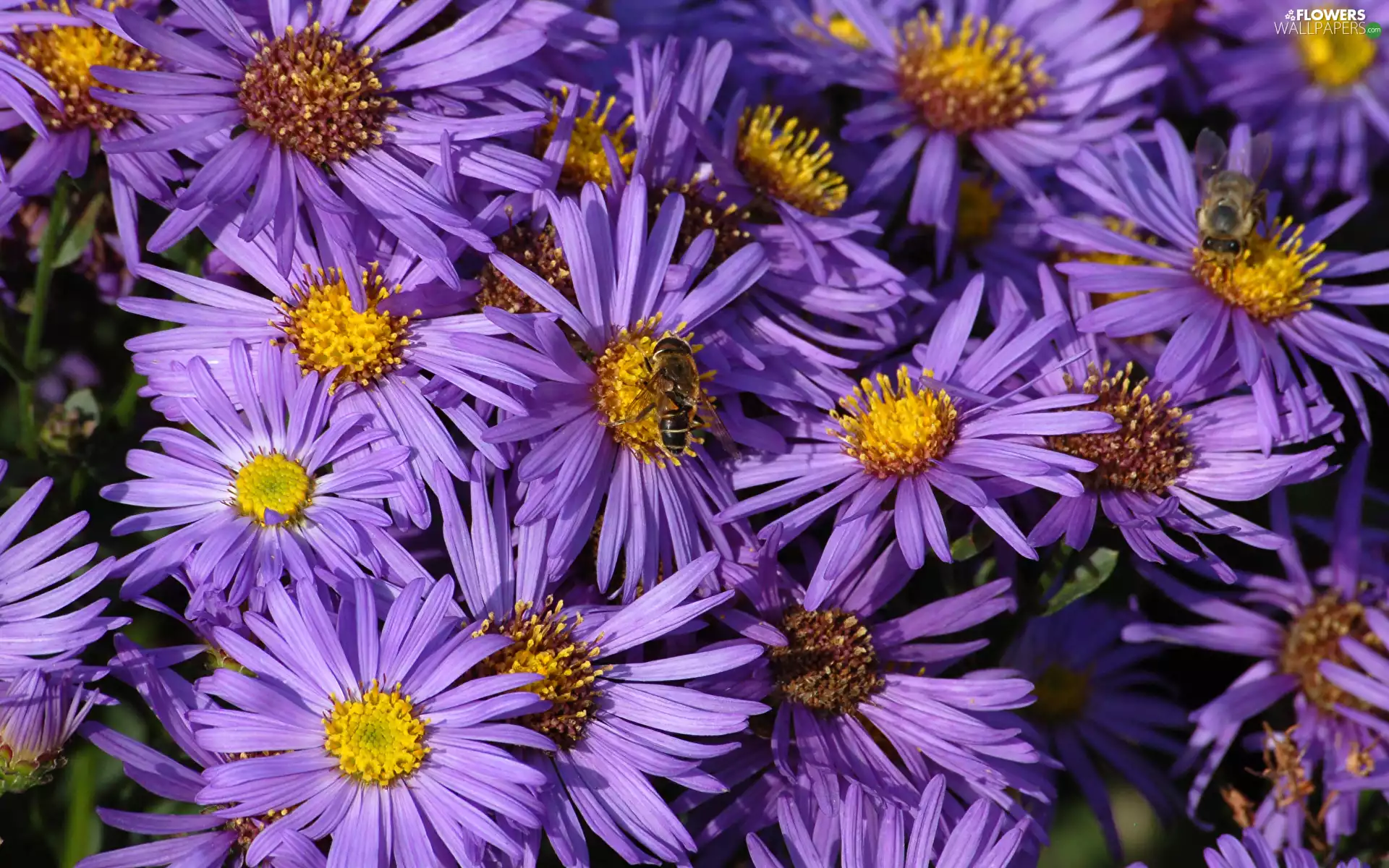 Astra, Flowers, Bees, purple