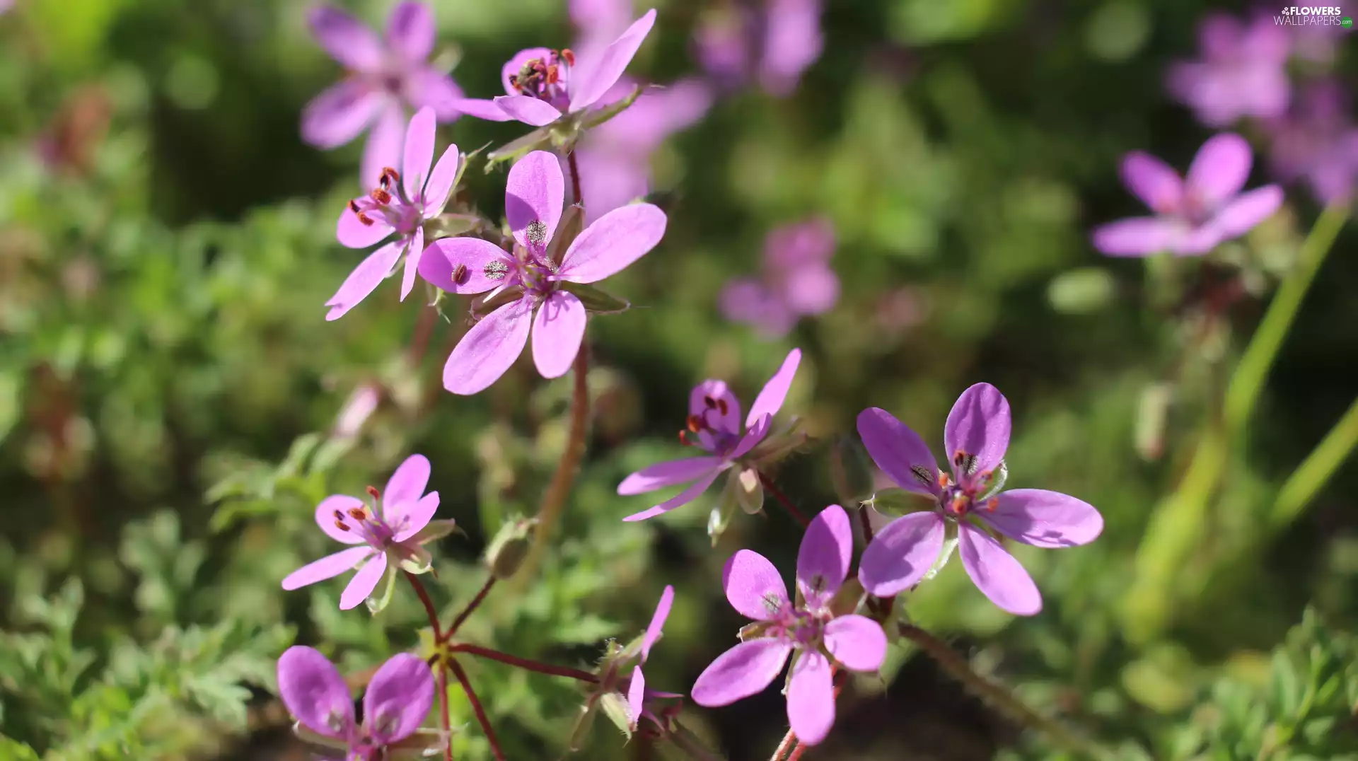 rapprochement, blurry background, purple, Flowers, Geranium Pratense