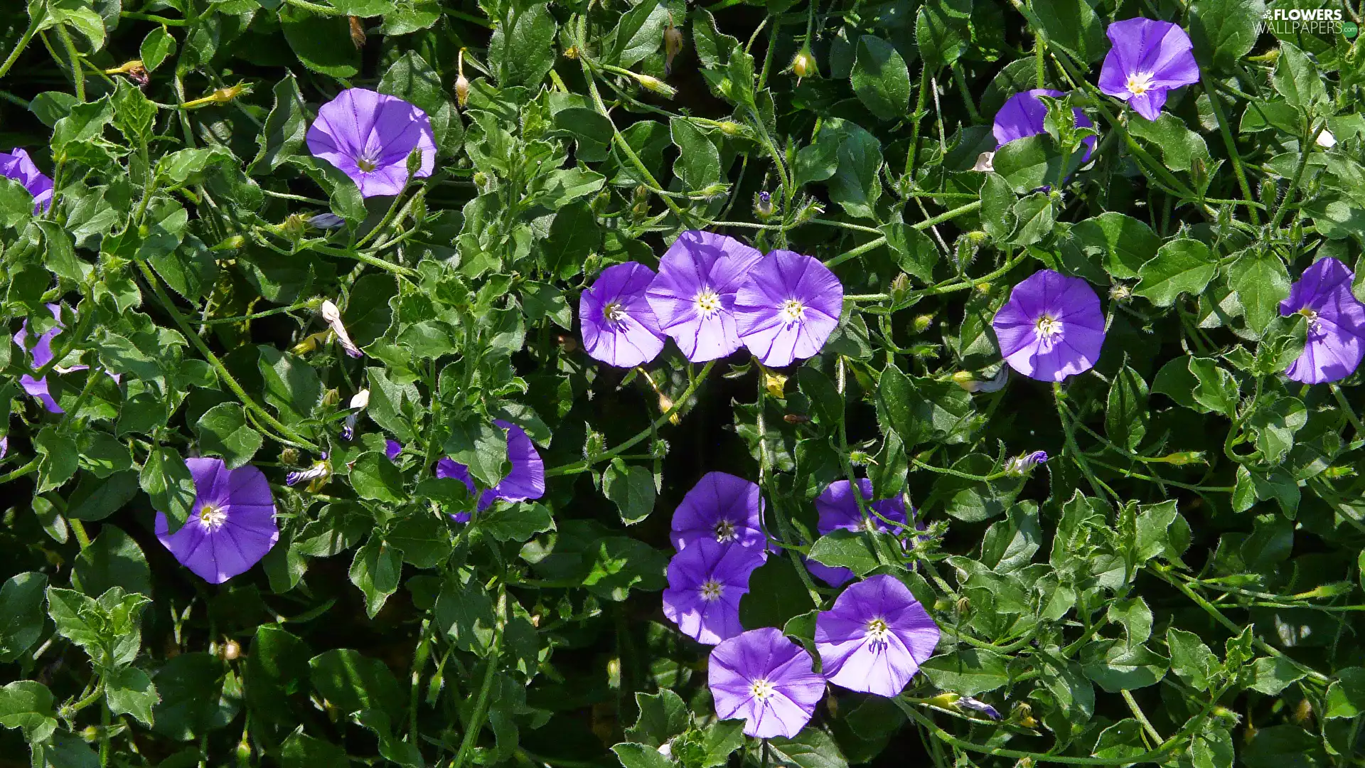 bindweed, Flowers, Leaf, purple