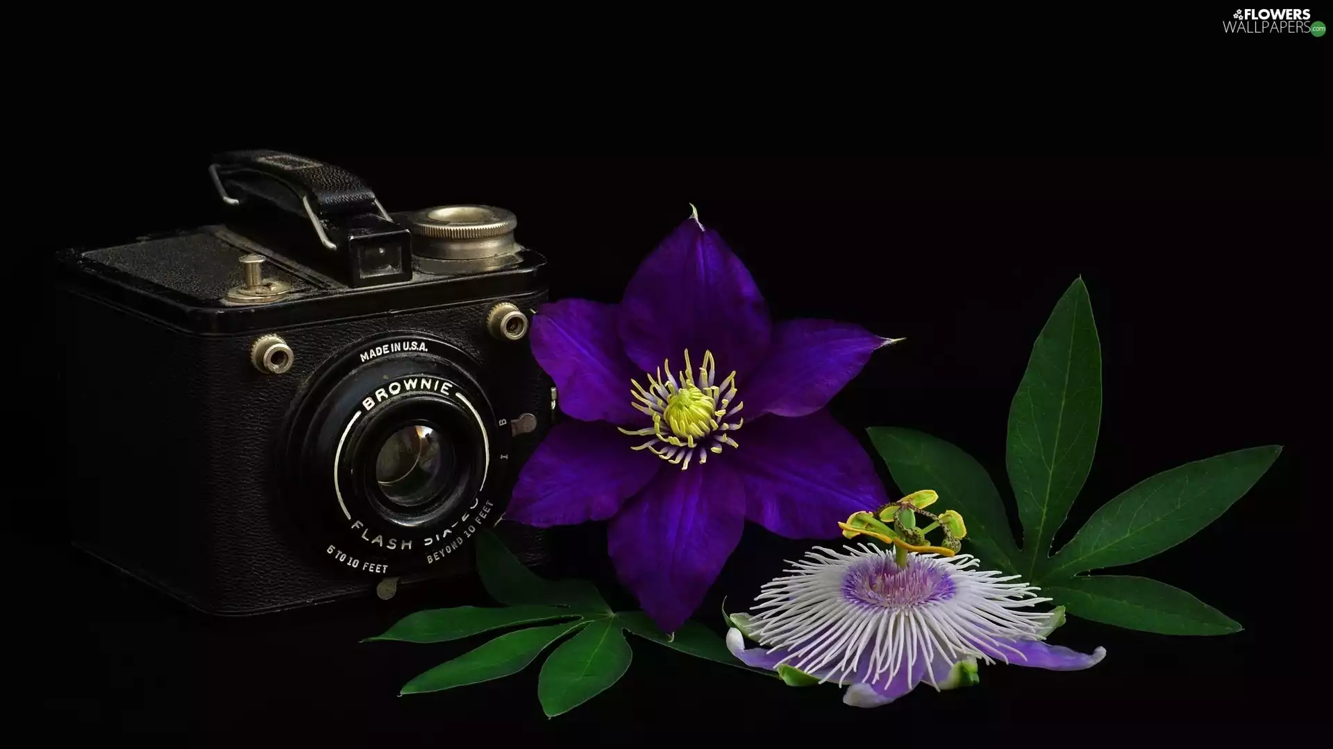 Flowers, Brownie, Black, purple, Camera, Clematis, background
