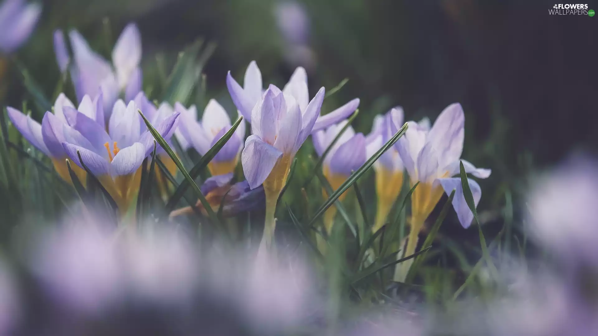 Light Purple, bloom, crocuses, Flowers