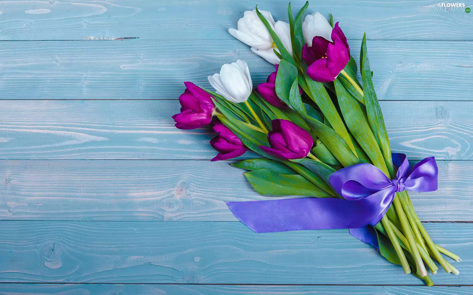 White, Tulips, bouquet, purple, Flowers, ribbon, boarding