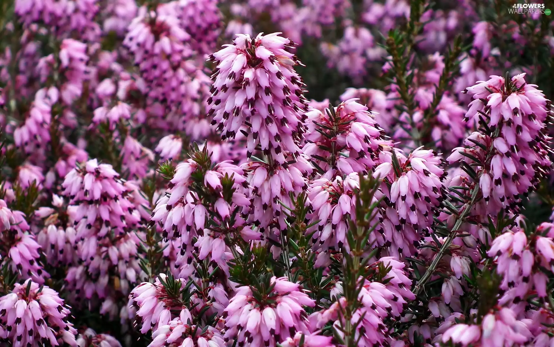 Briar, Flowers, plant, purple