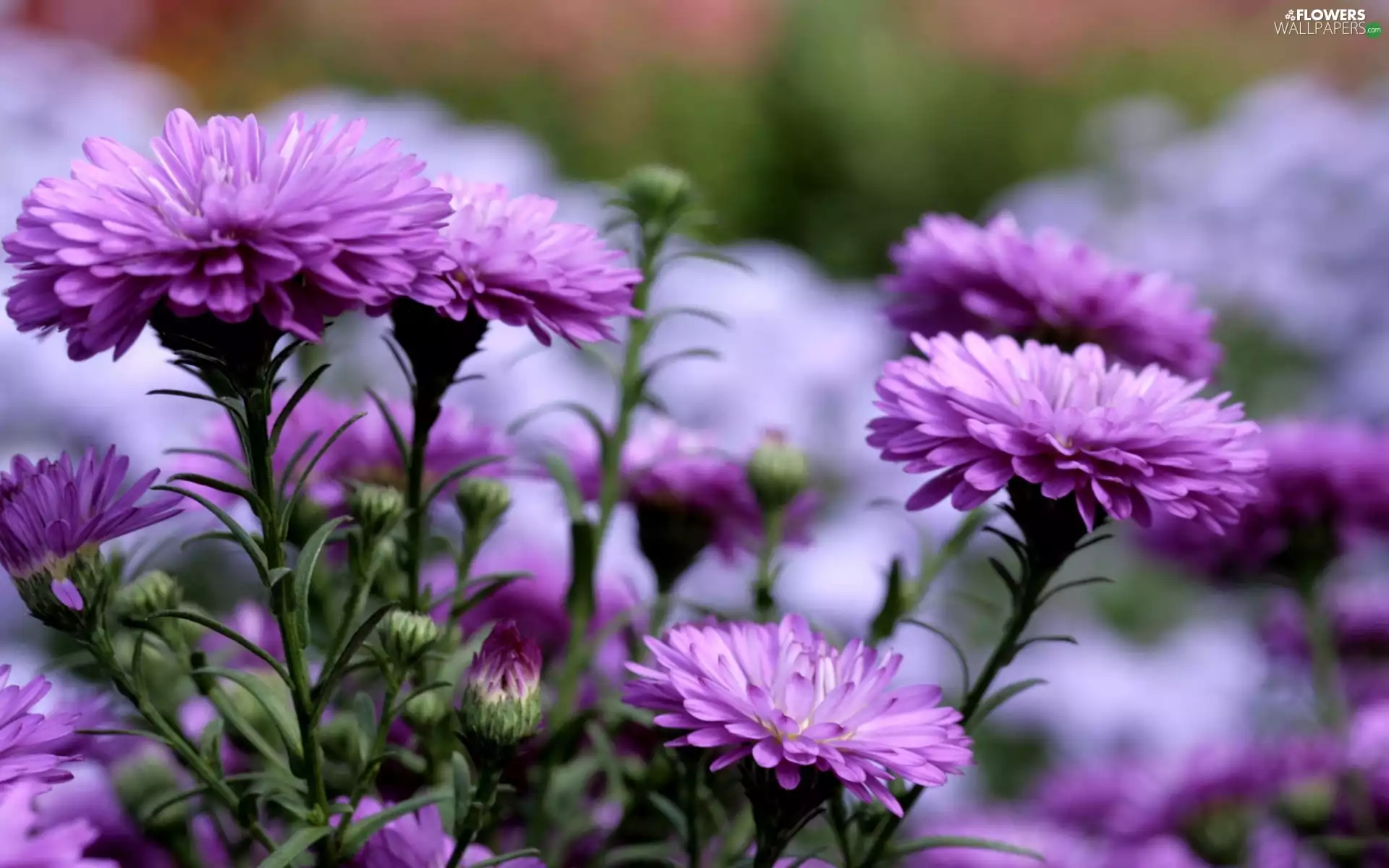 purple, Chrysanthemums, change