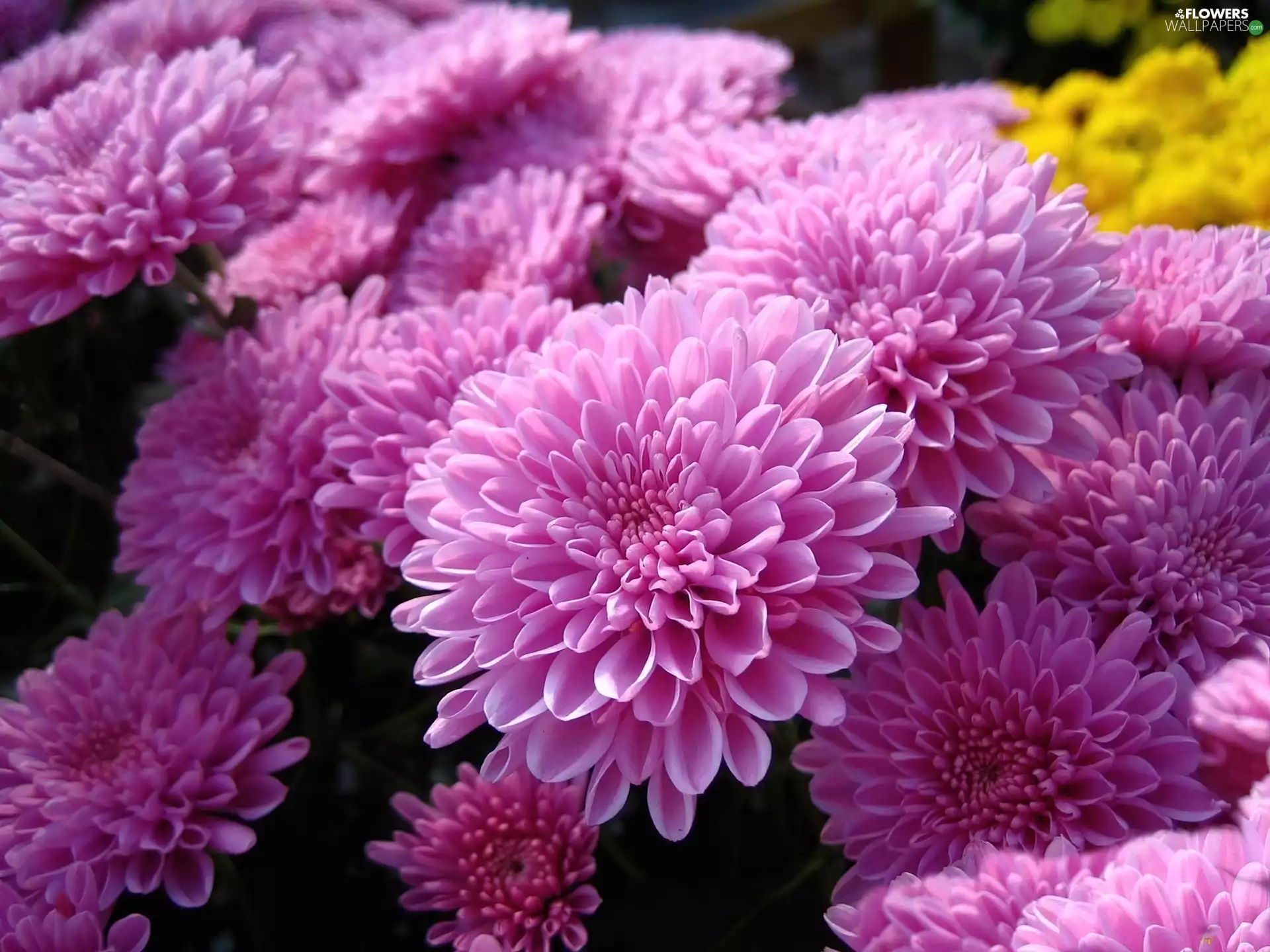 purple, Chrysanthemums