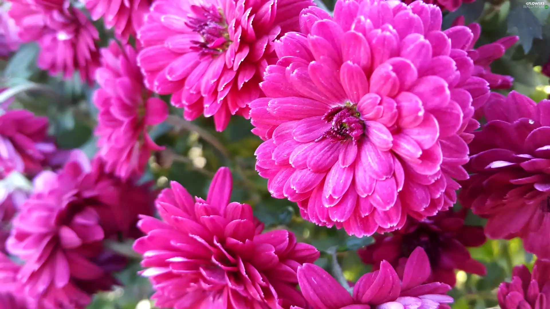 Purple, Chrysanthemums