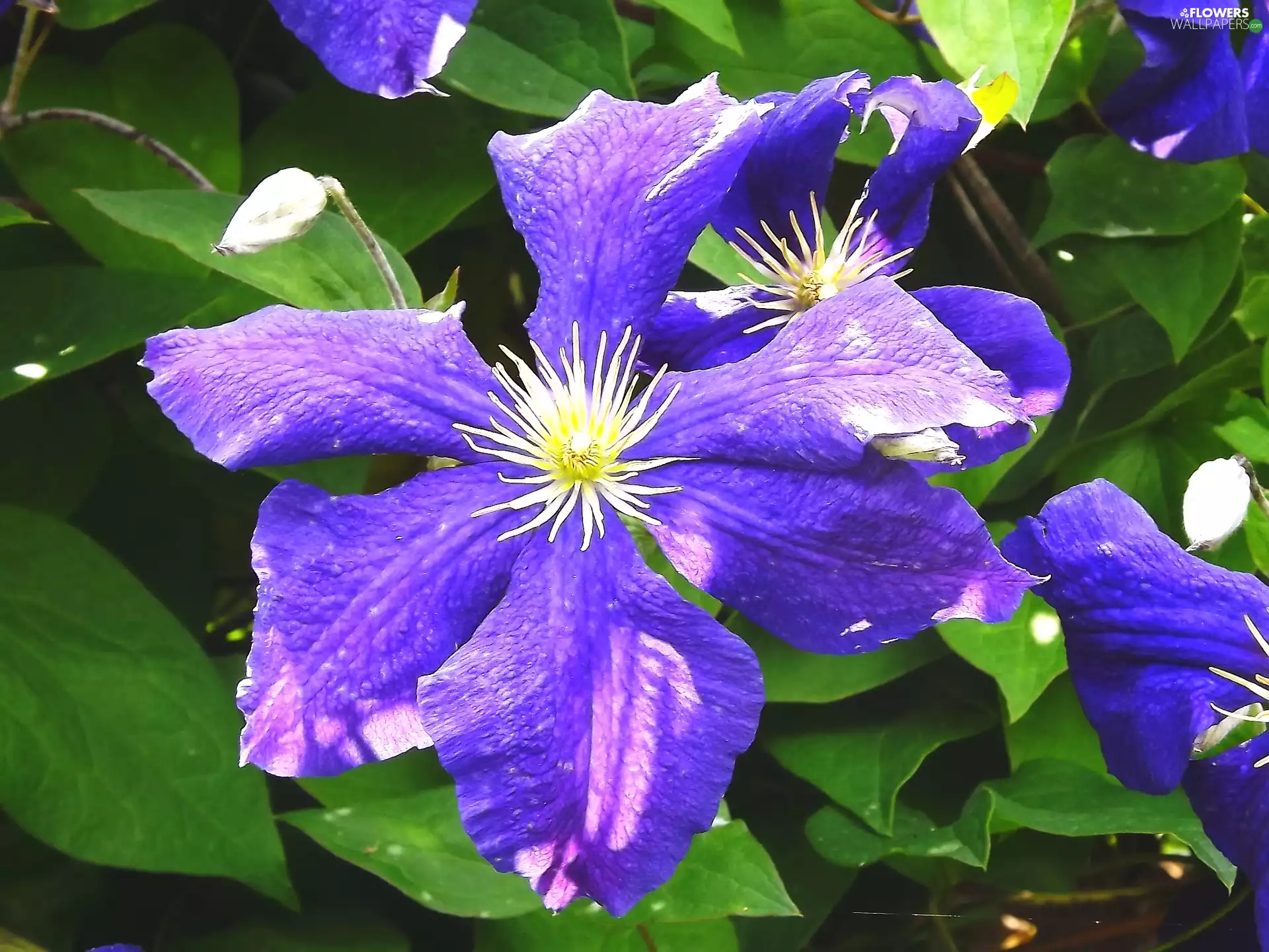 purple, Flowers, Clematis