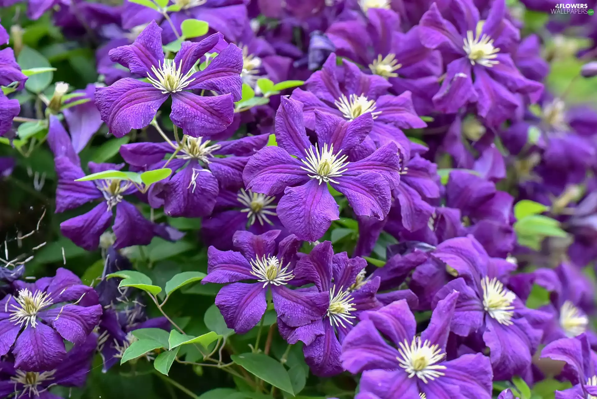 purple, Clematis