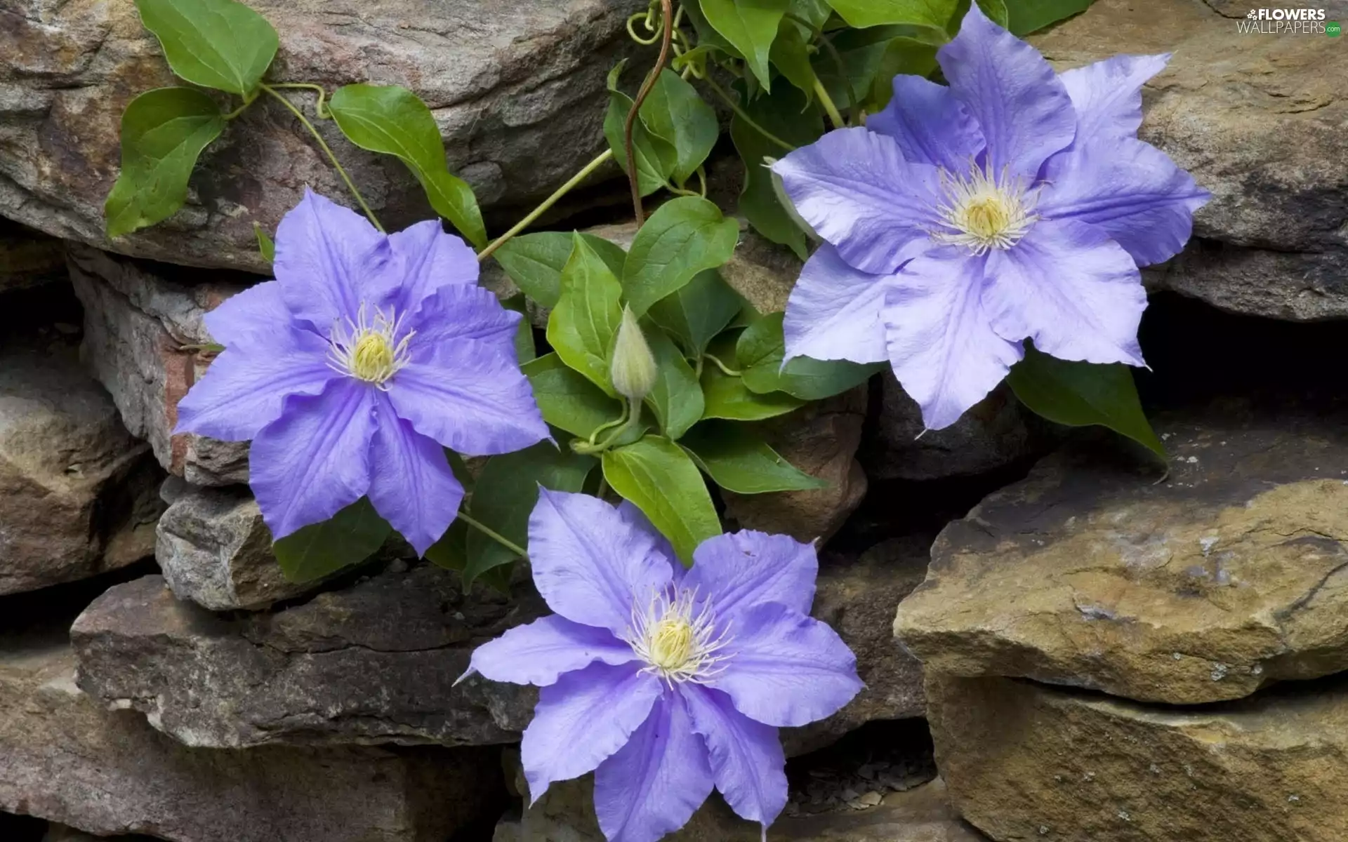 climber, Flowers, rocks, purple