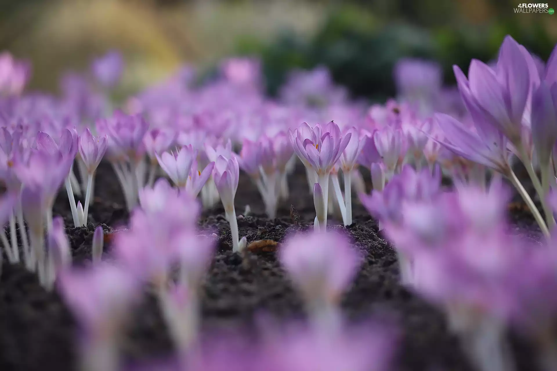 colchicums, Flowers, Tufts, purple