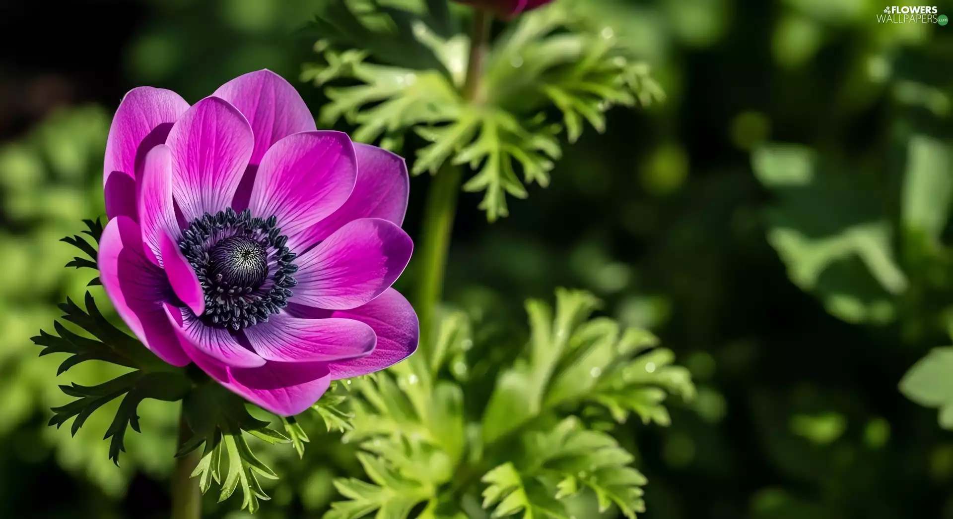 anemone, purple, Colourfull Flowers, anemone
