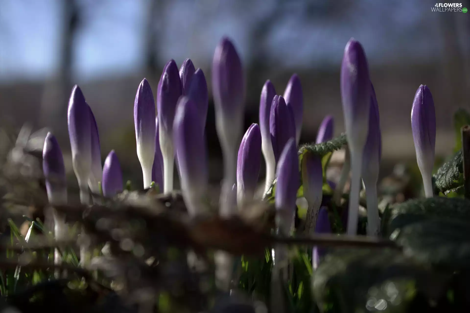 Colourfull Flowers, crocus, purple