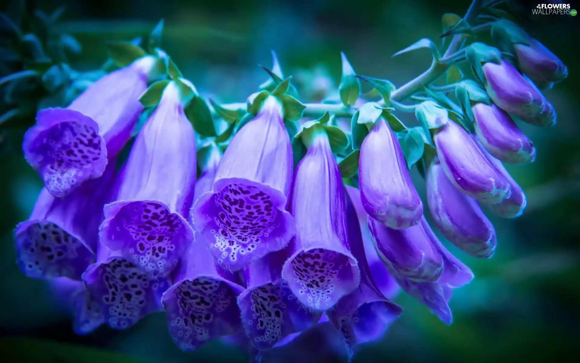Colourfull Flowers, foxglove, Purple