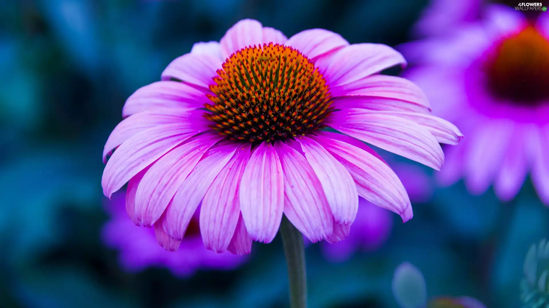 Purple Coneflower