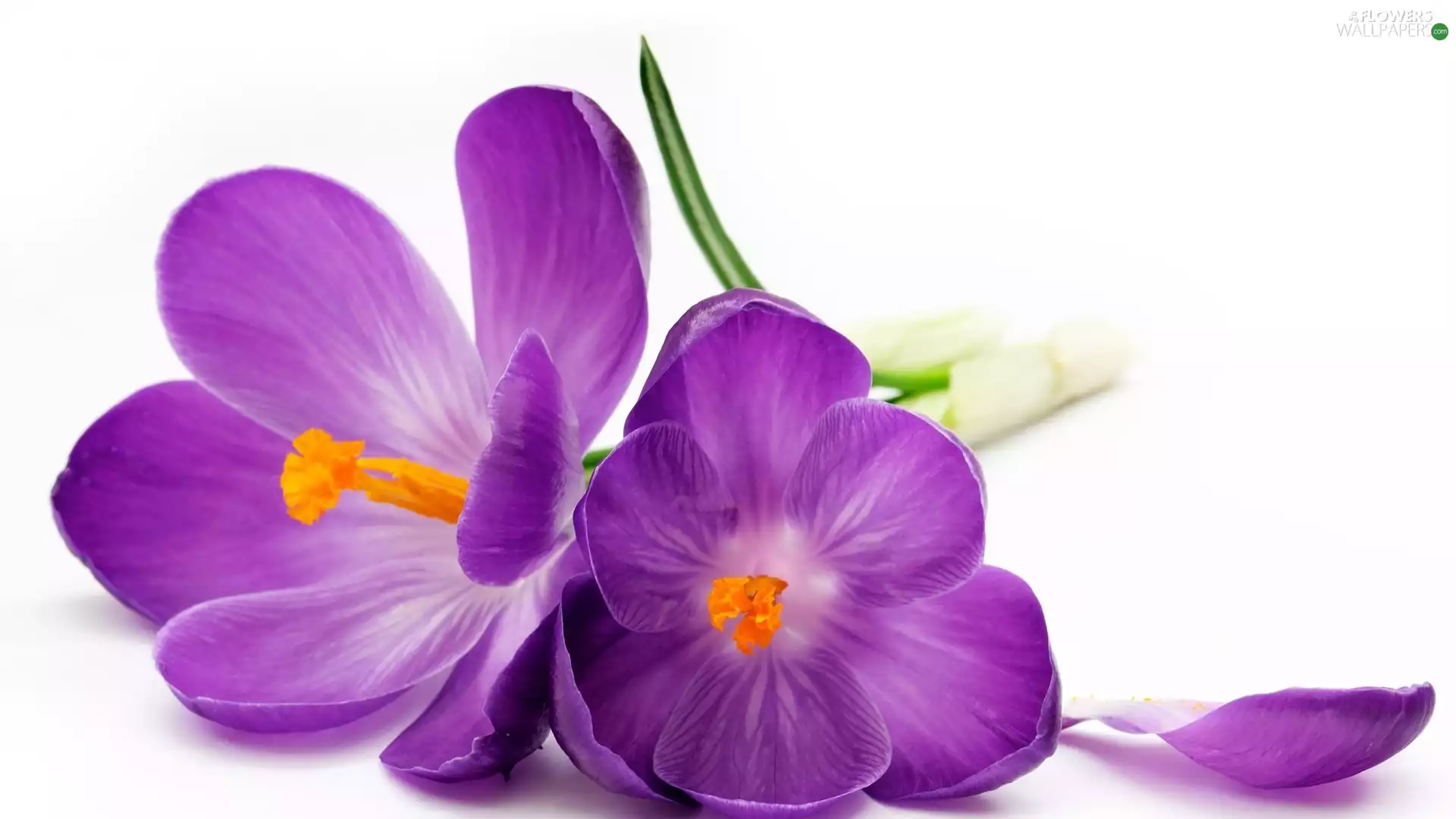 purple, crocuses