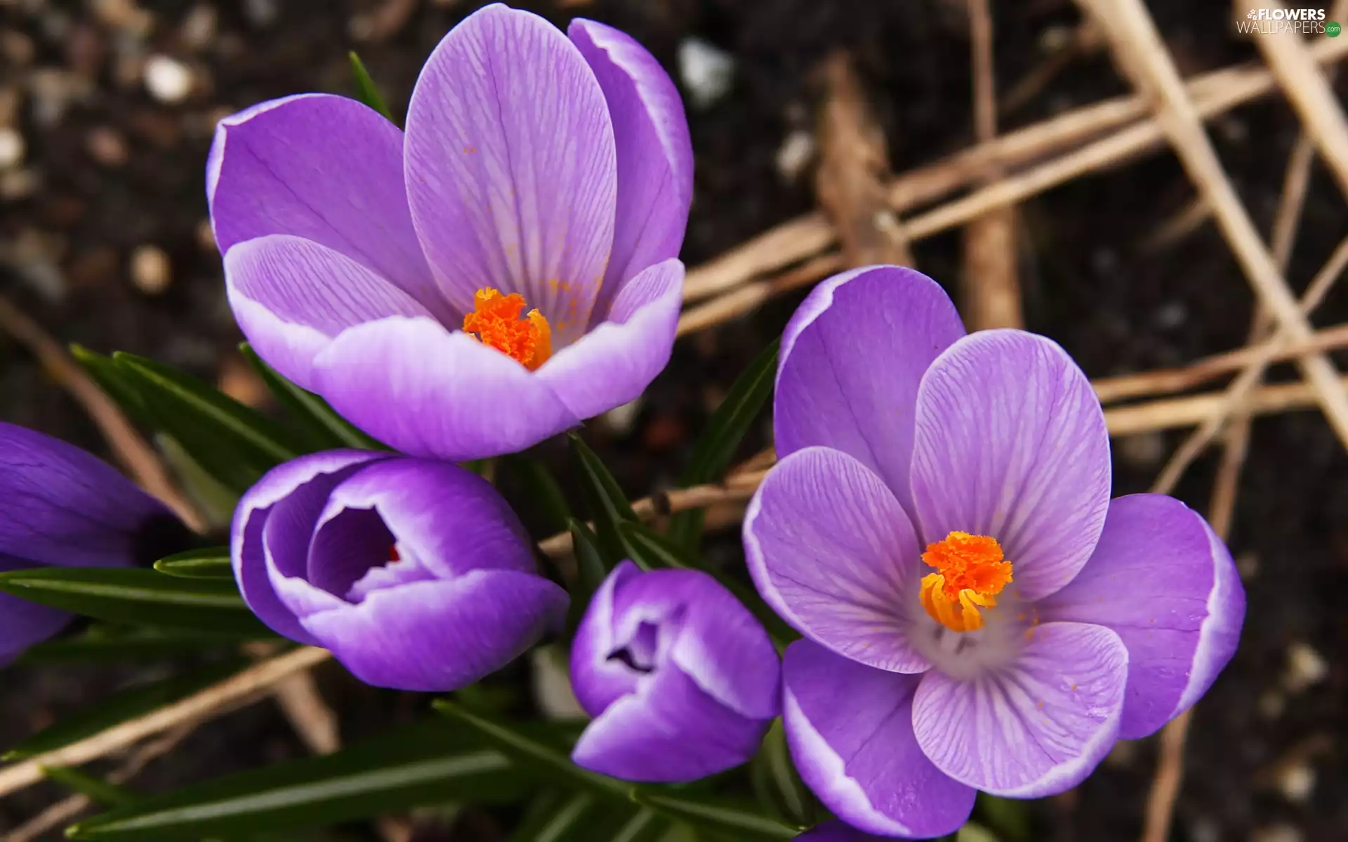 purple, crocuses