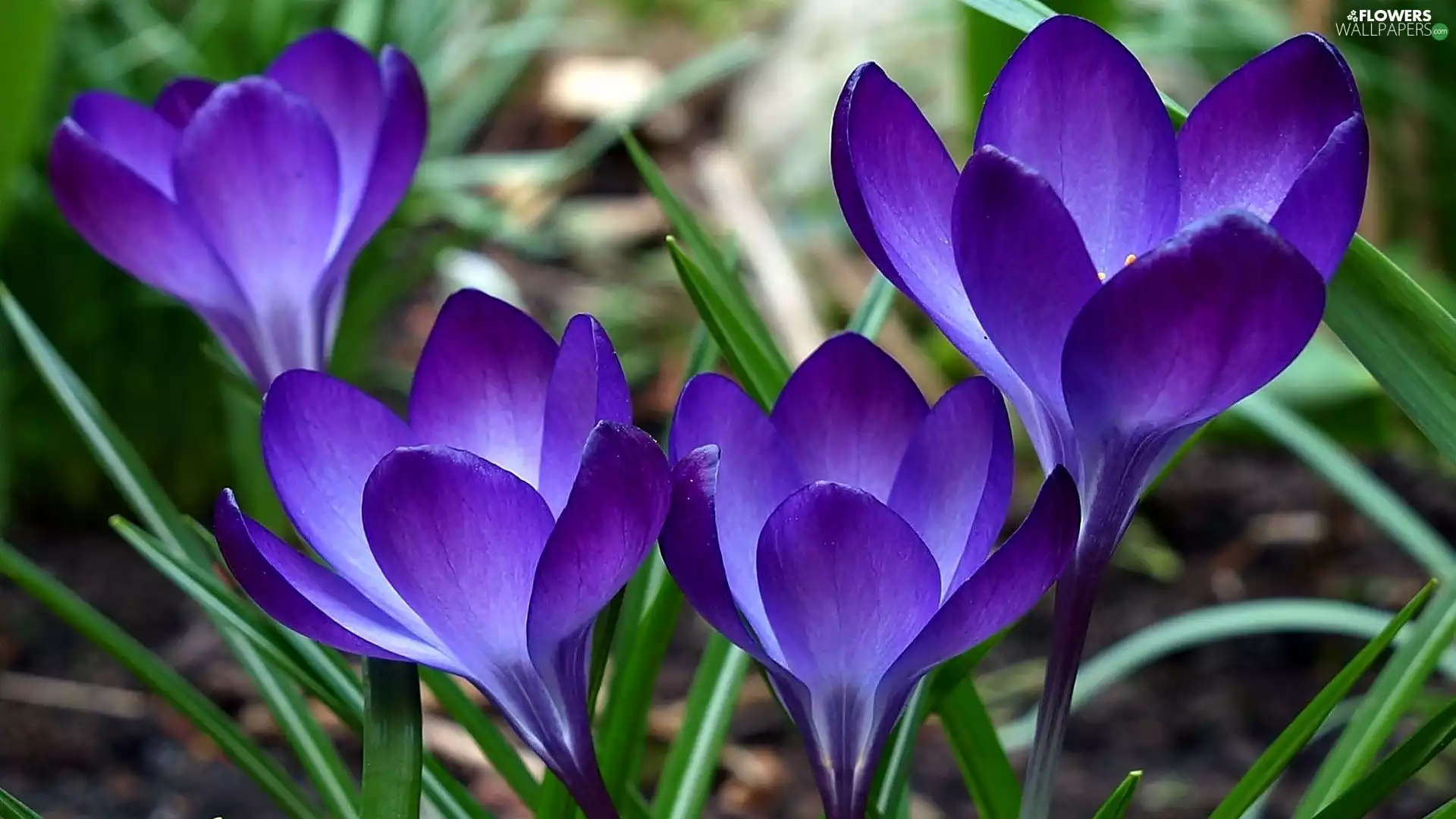 purple, crocuses