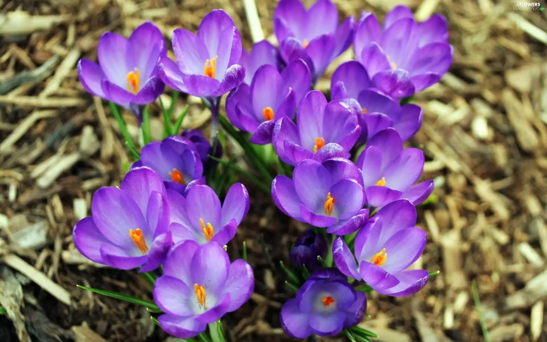 purple, crocuses