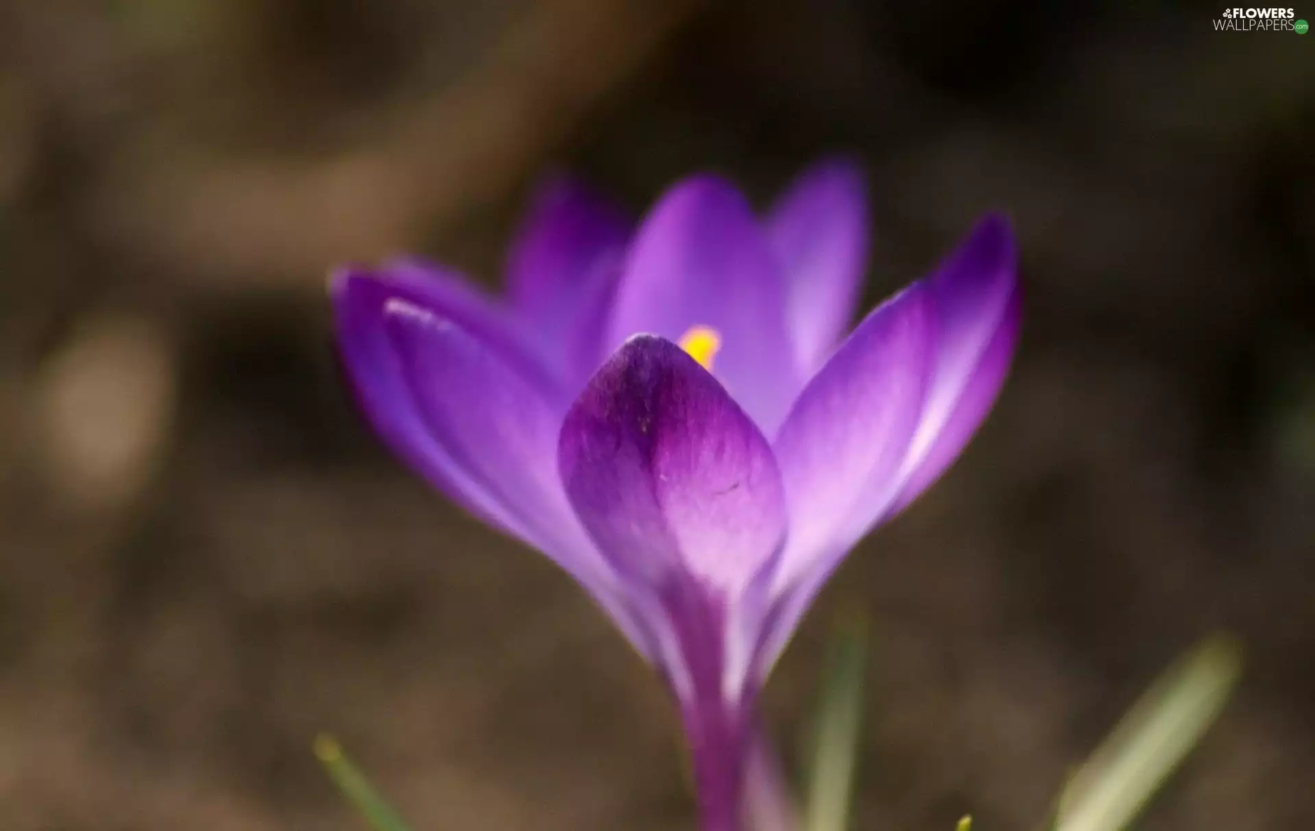purple, crocuses