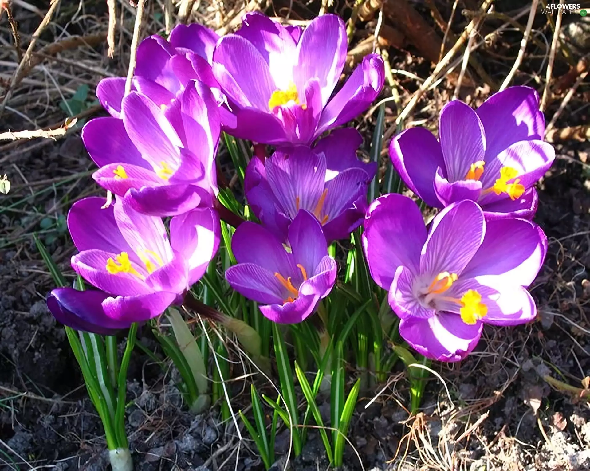 purple, crocuses
