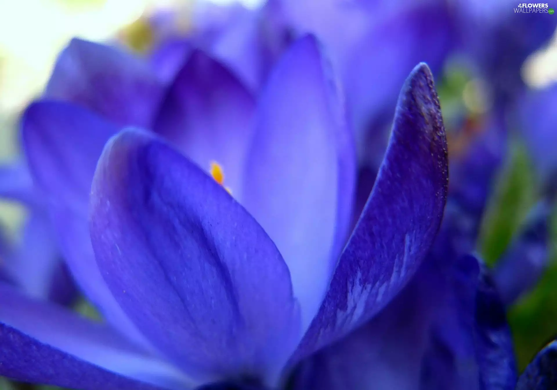 purple, crocuses