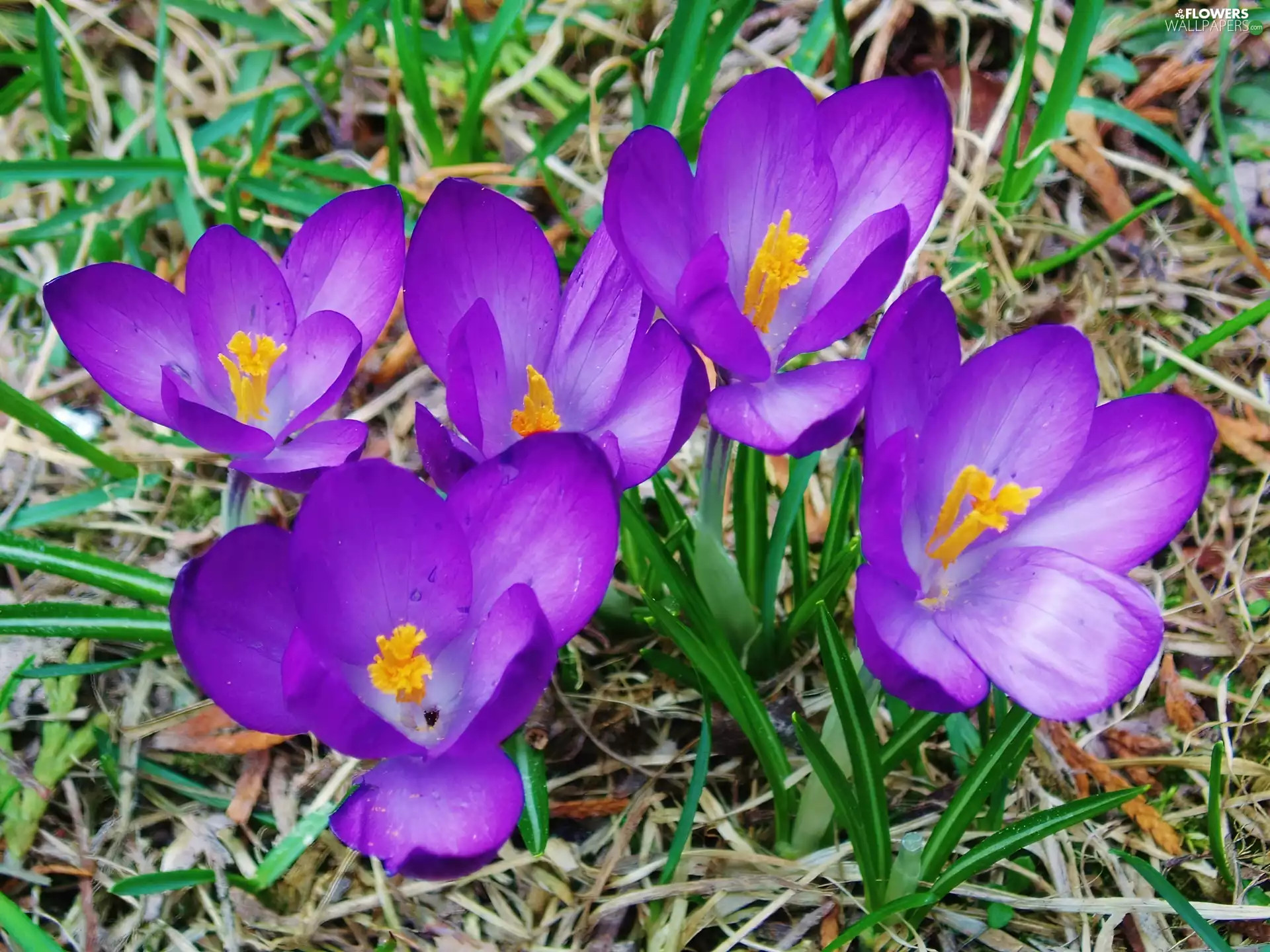 purple, crocuses