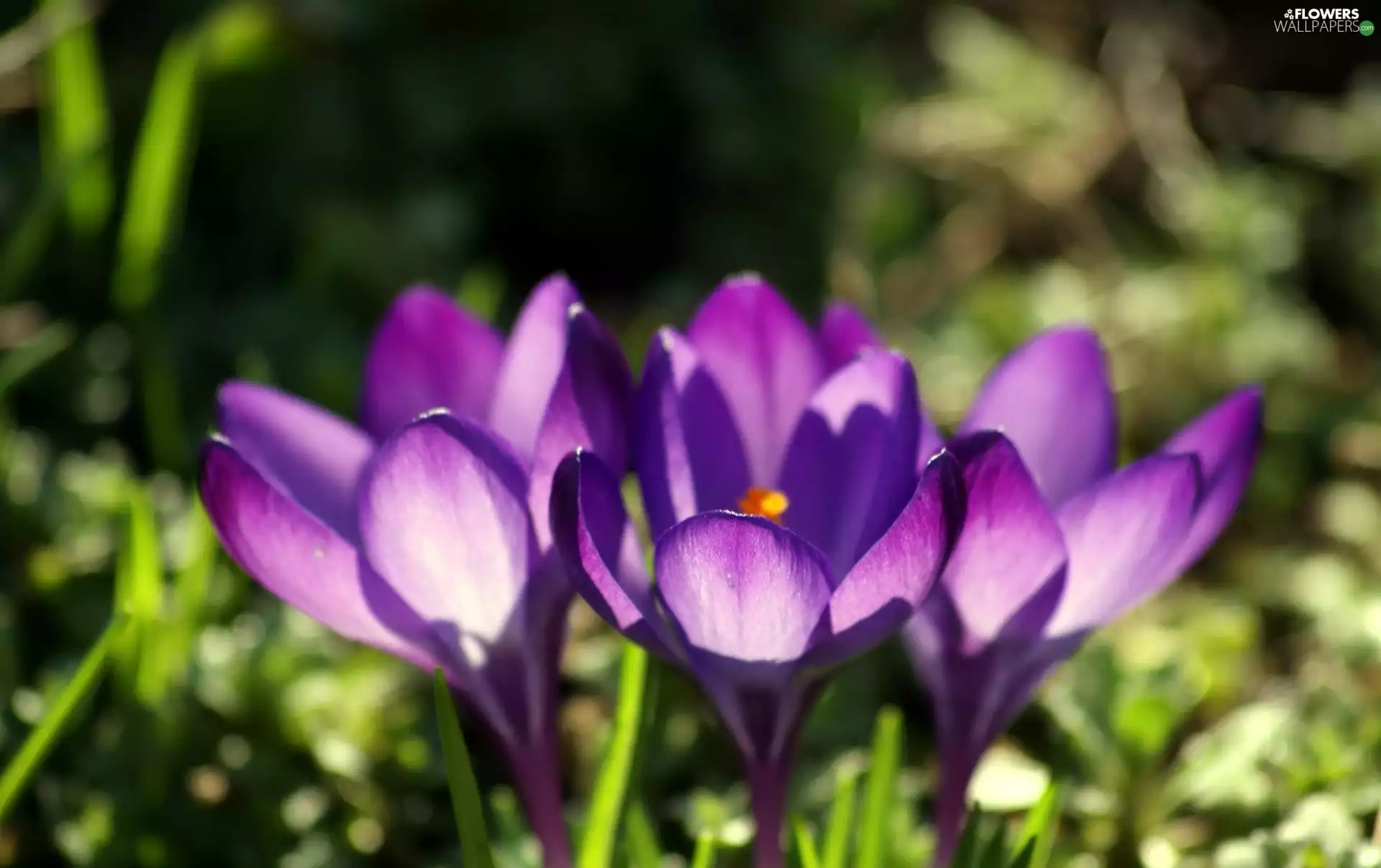 purple, crocuses
