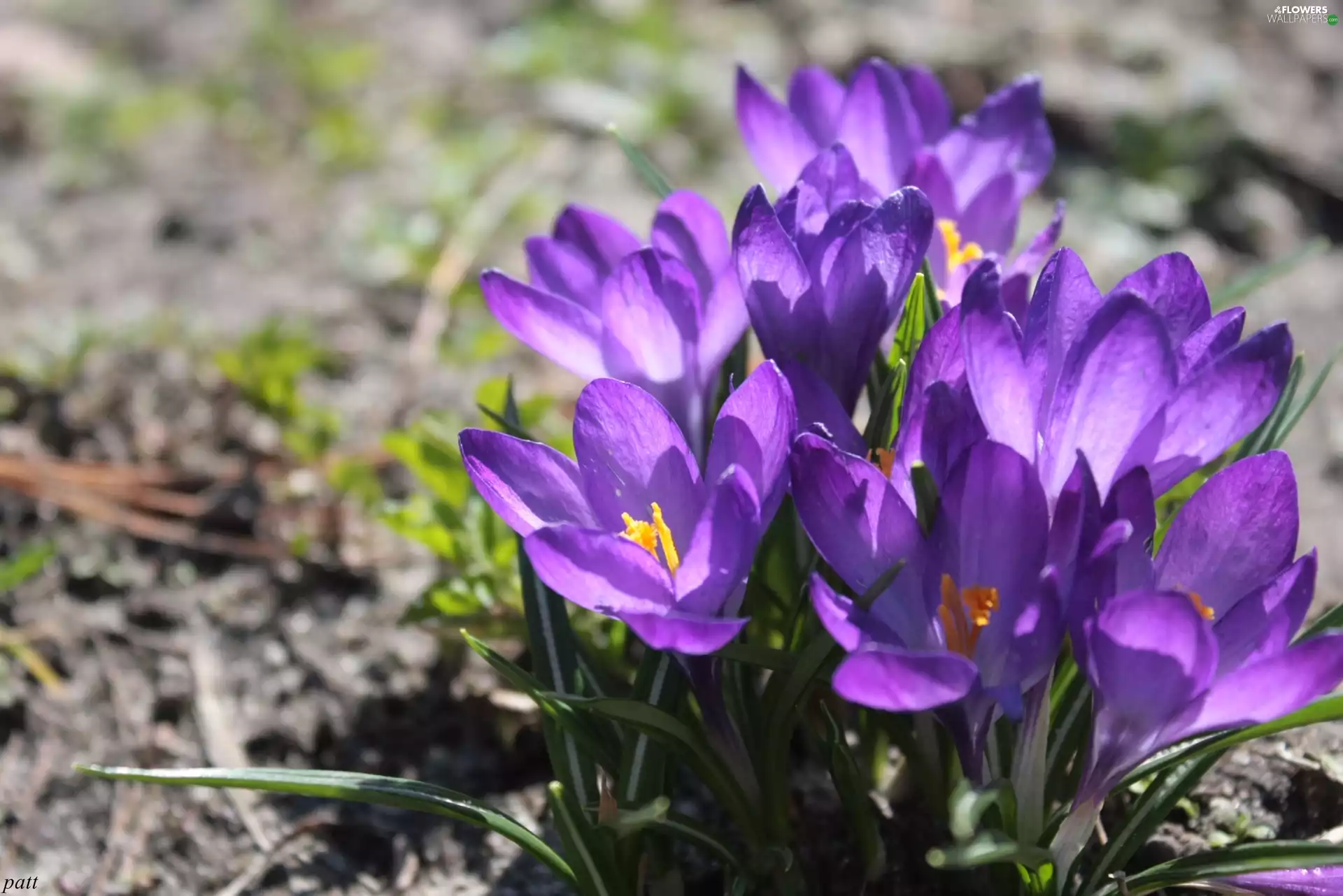 purple, crocuses