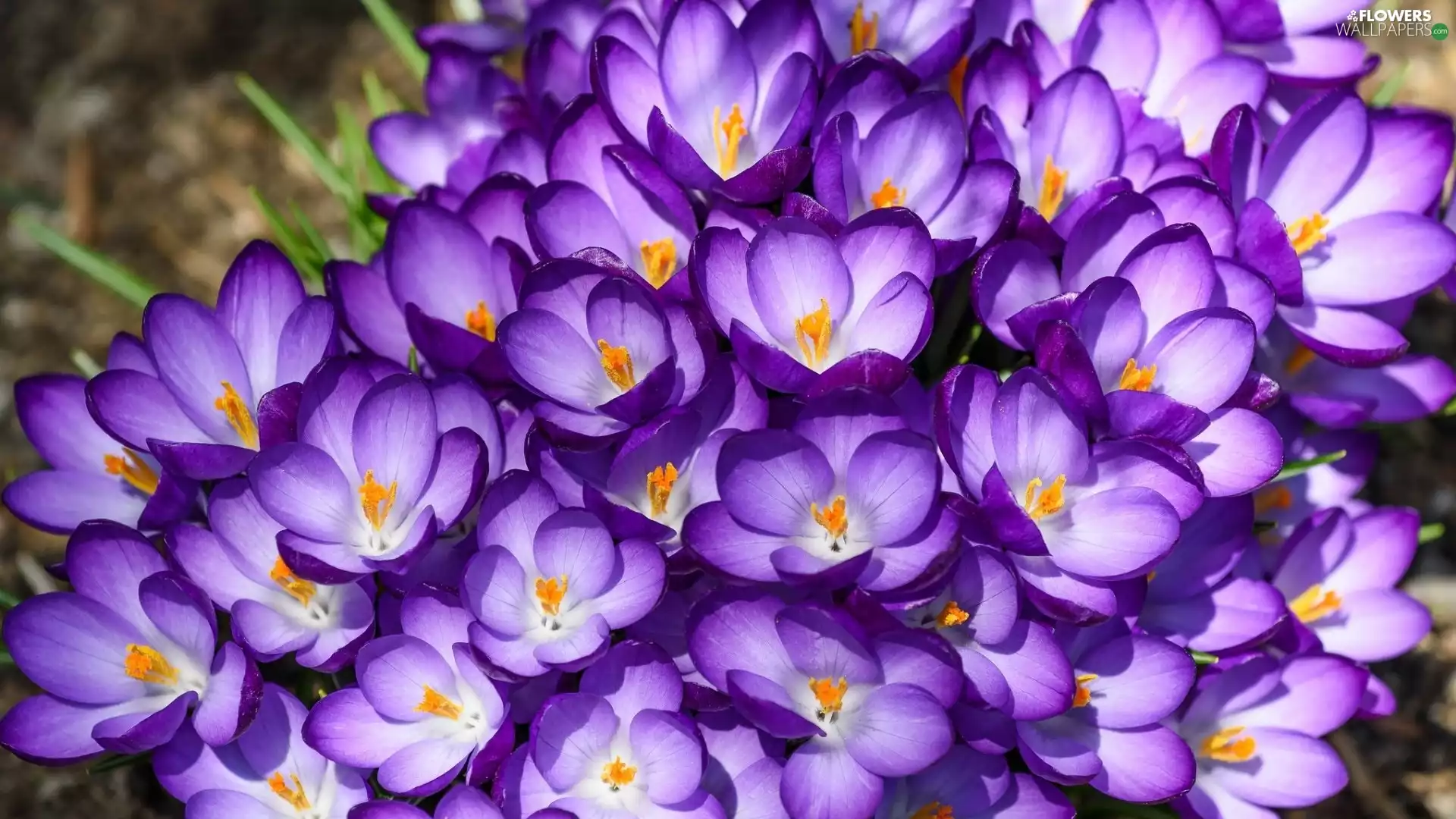 purple, crocuses
