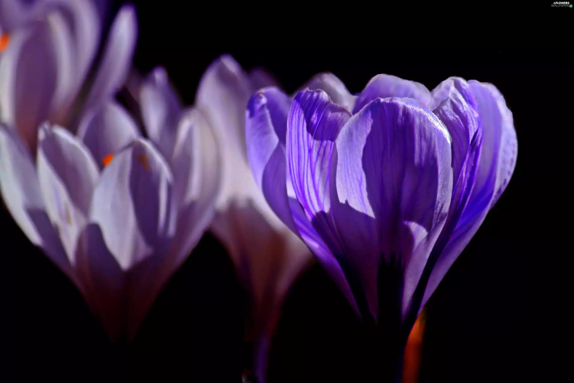 purple, crocuses