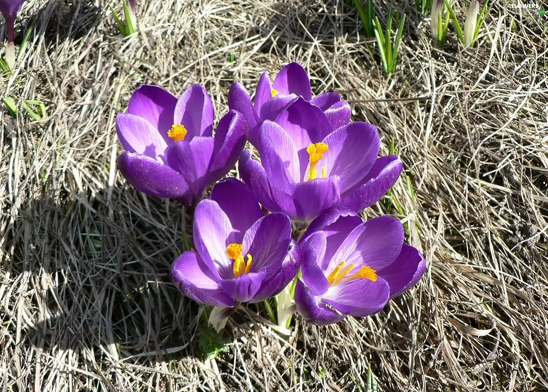 purple, crocuses