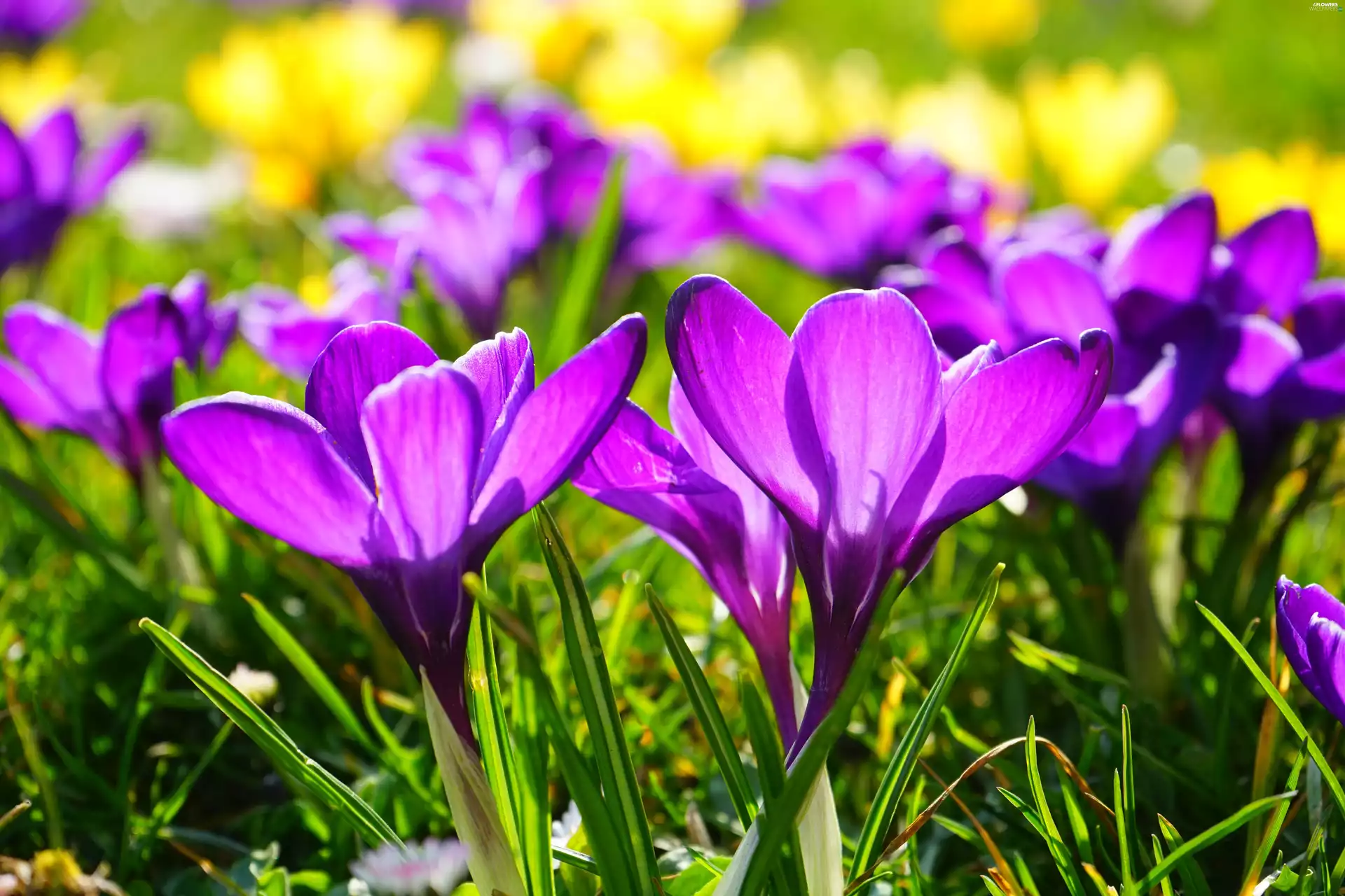 purple, crocuses