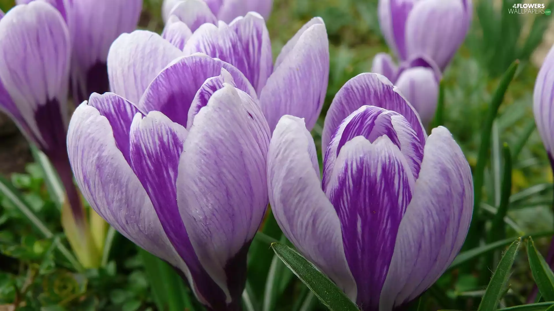 purple, crocuses