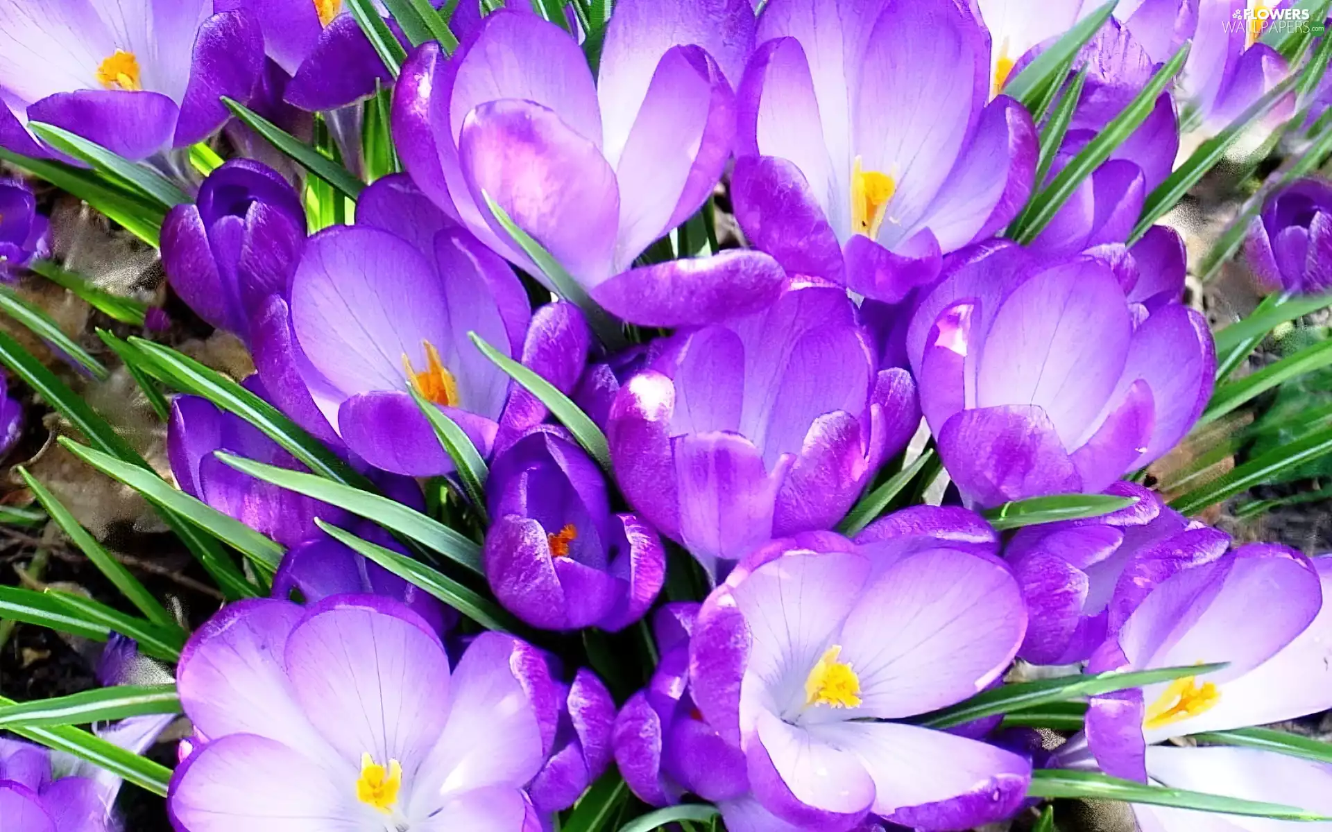 purple, crocuses