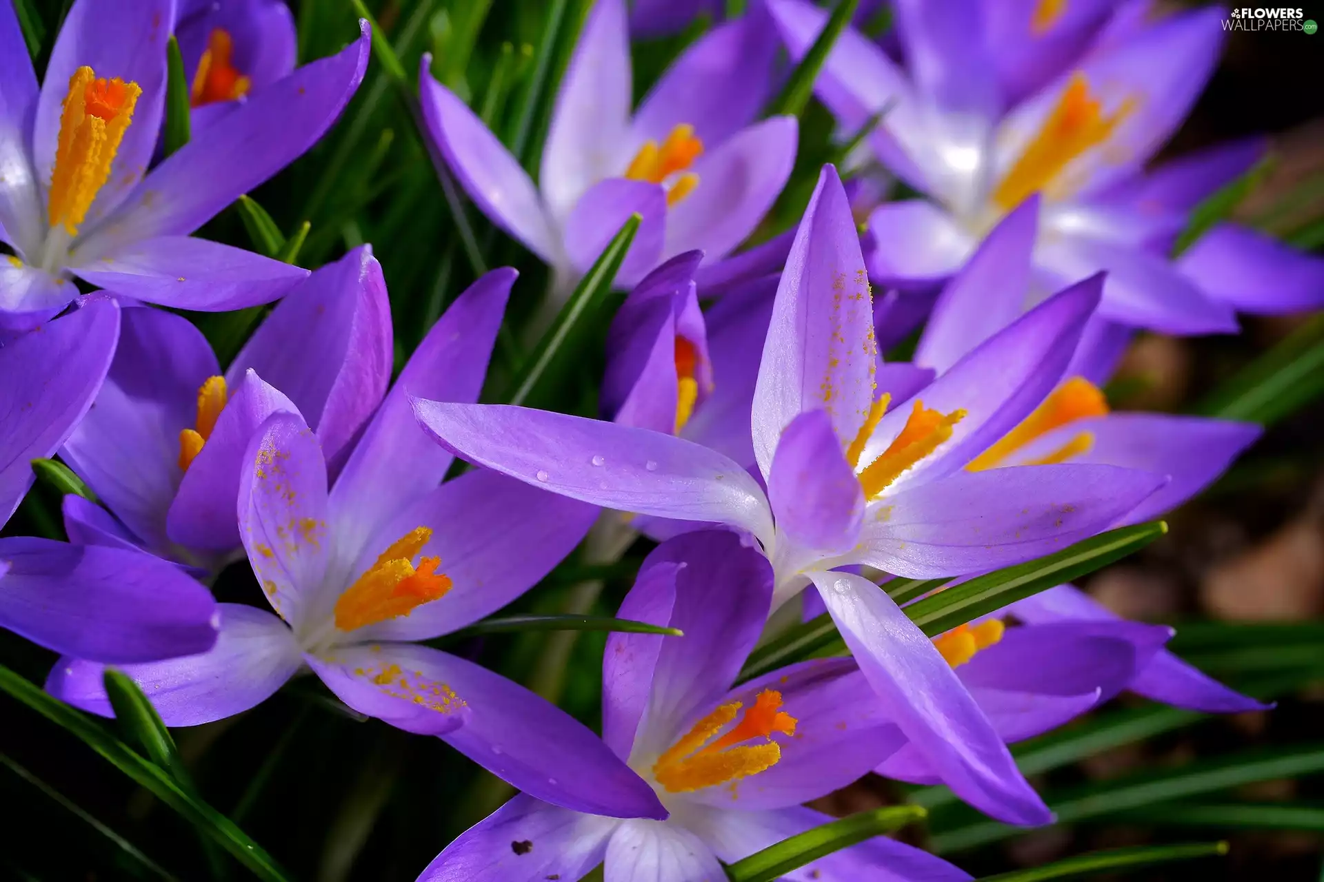 purple, crocuses