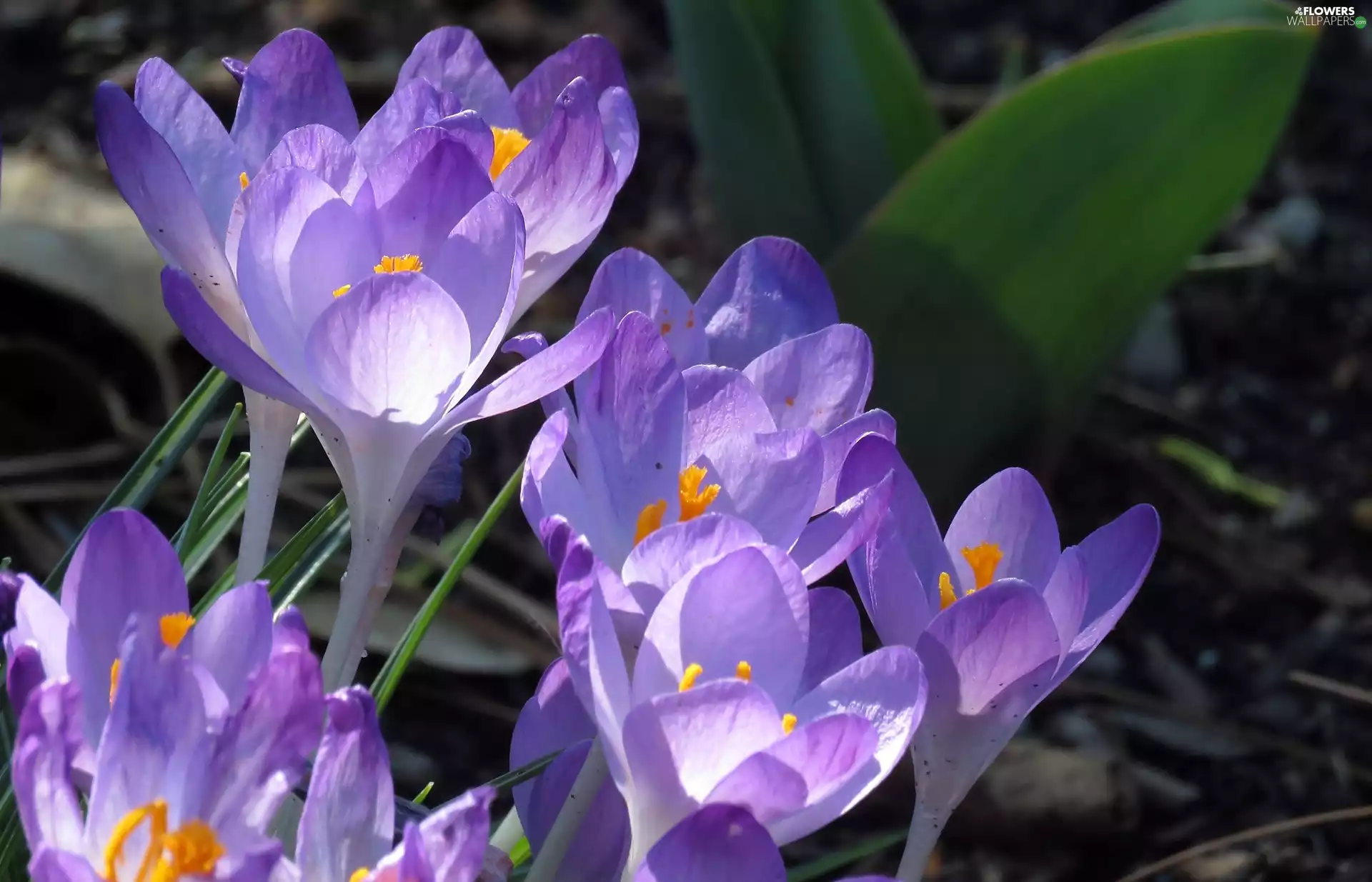 purple, crocuses