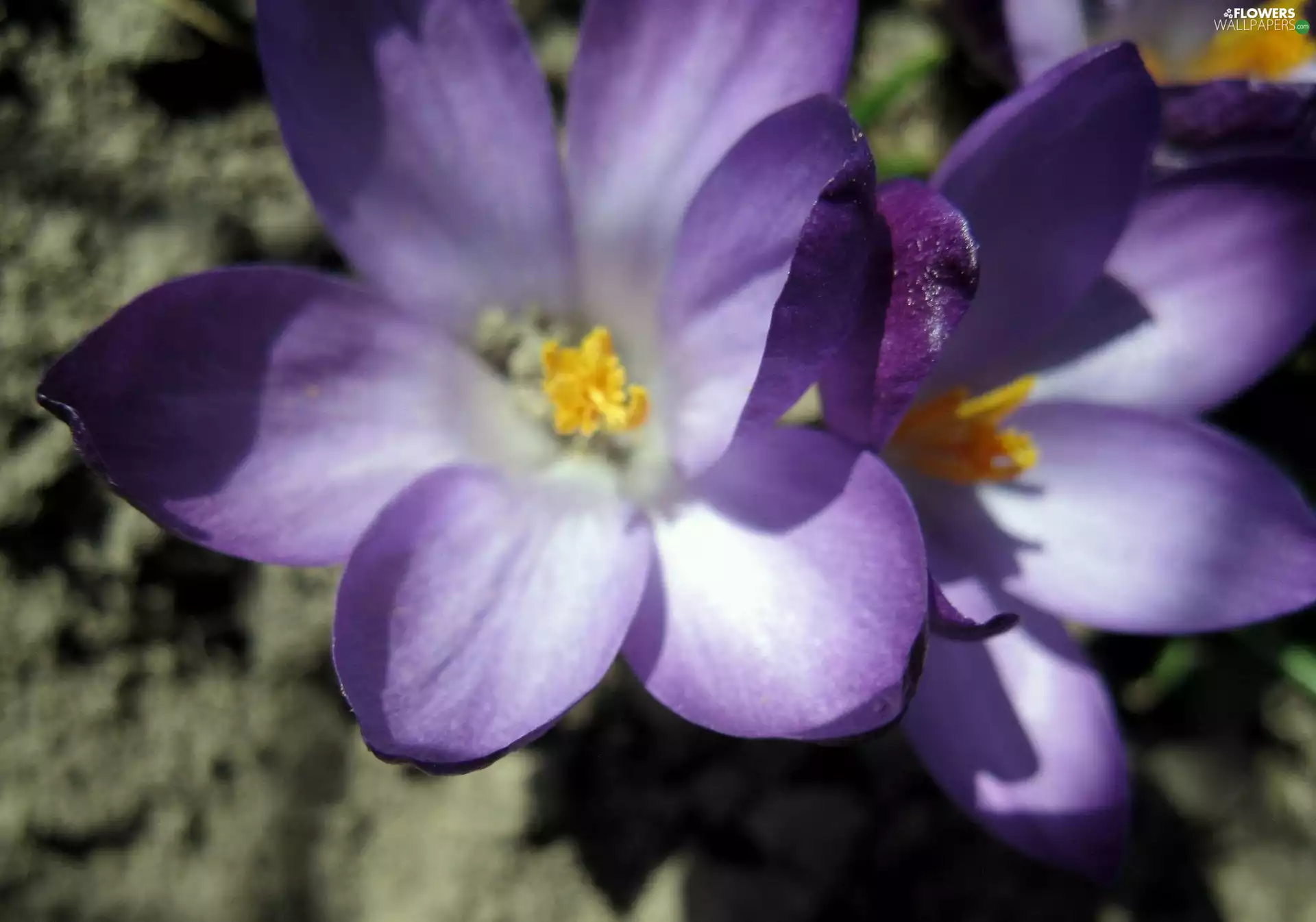 purple, crocuses