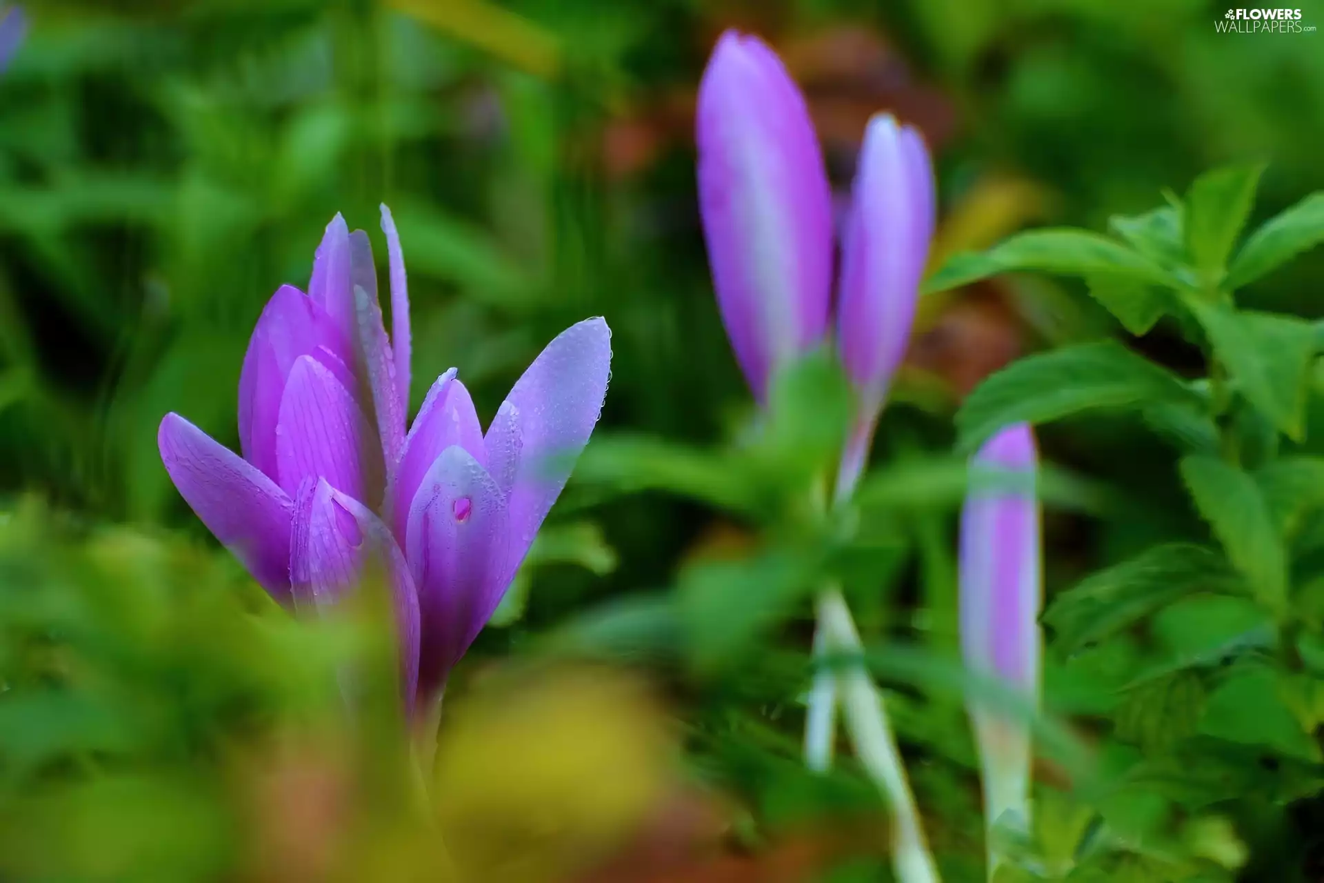 purple, crocuses
