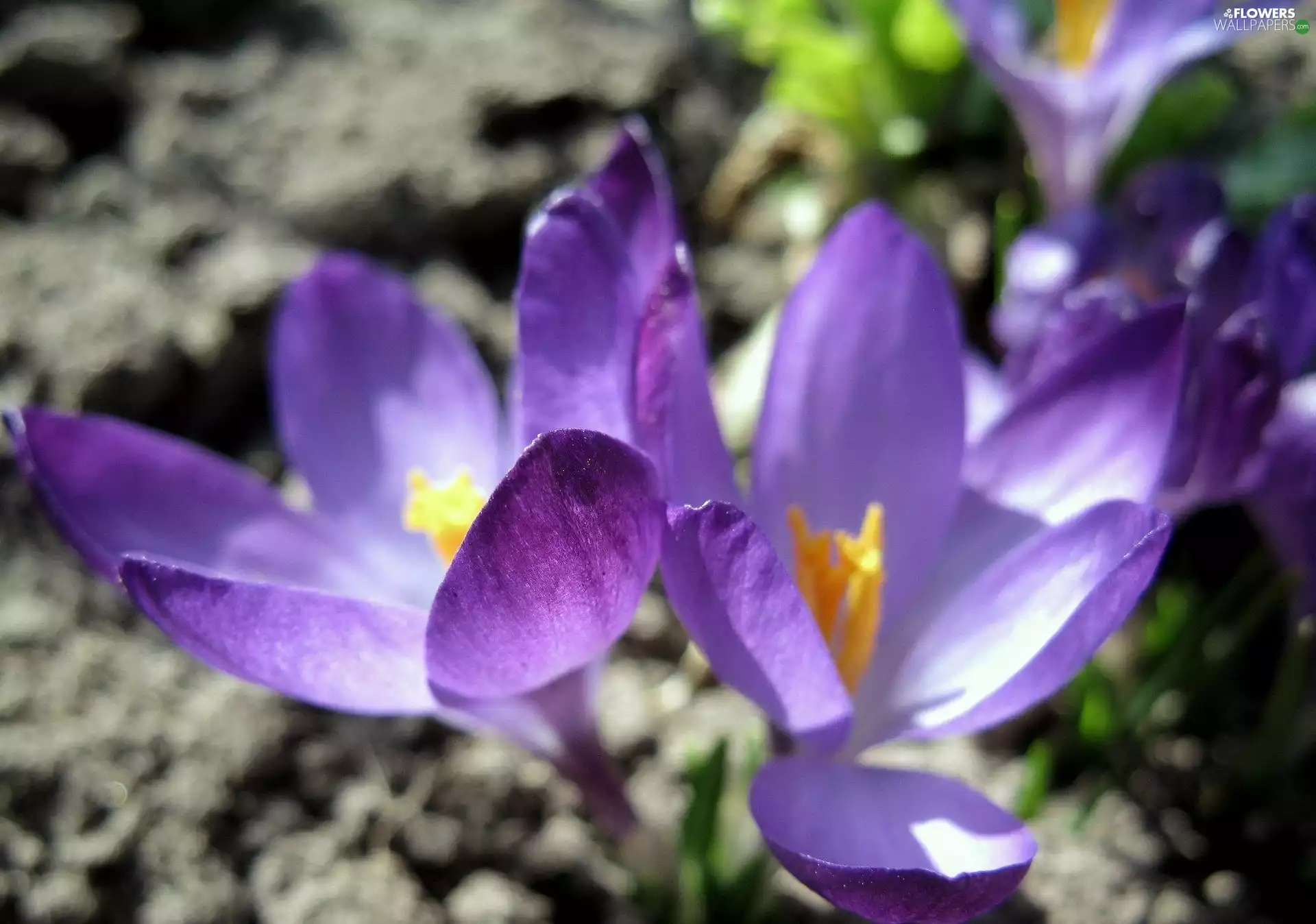 purple, crocuses
