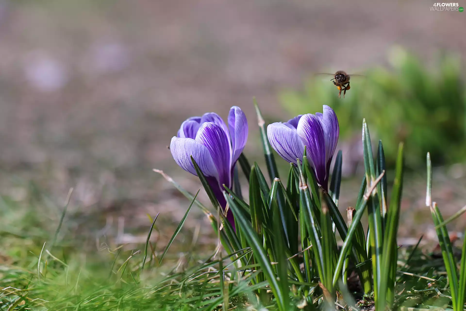 crocuses, Flowers, bee, purple