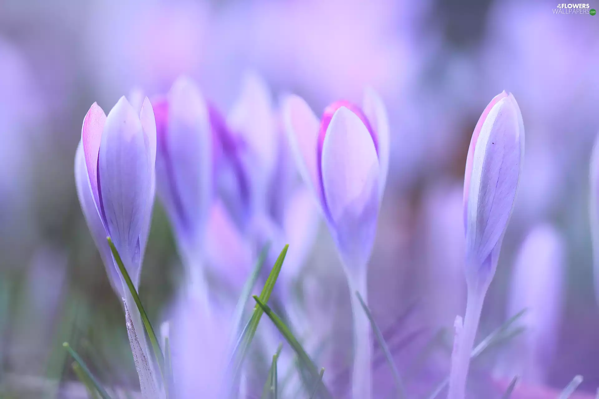 crocuses, Flowers, blur, purple