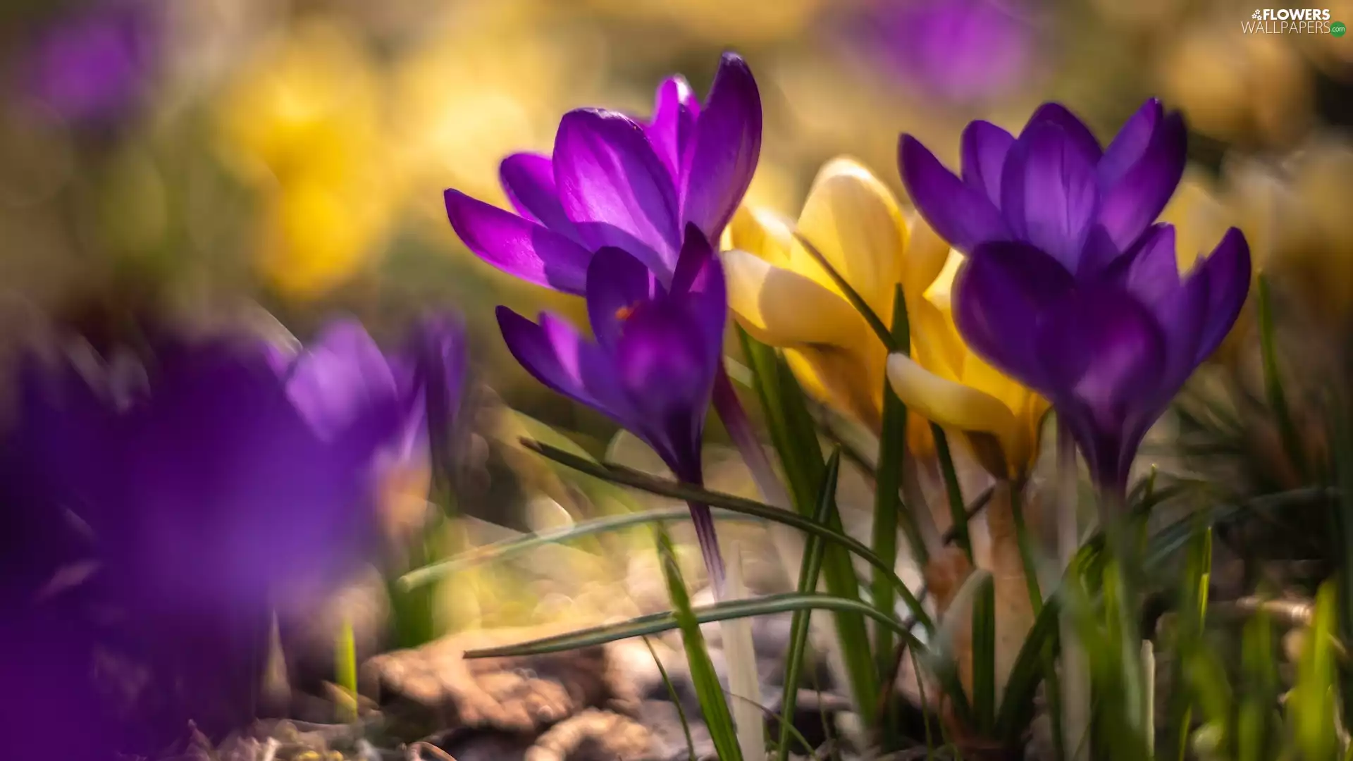 crocuses, Yellow, blur, purple