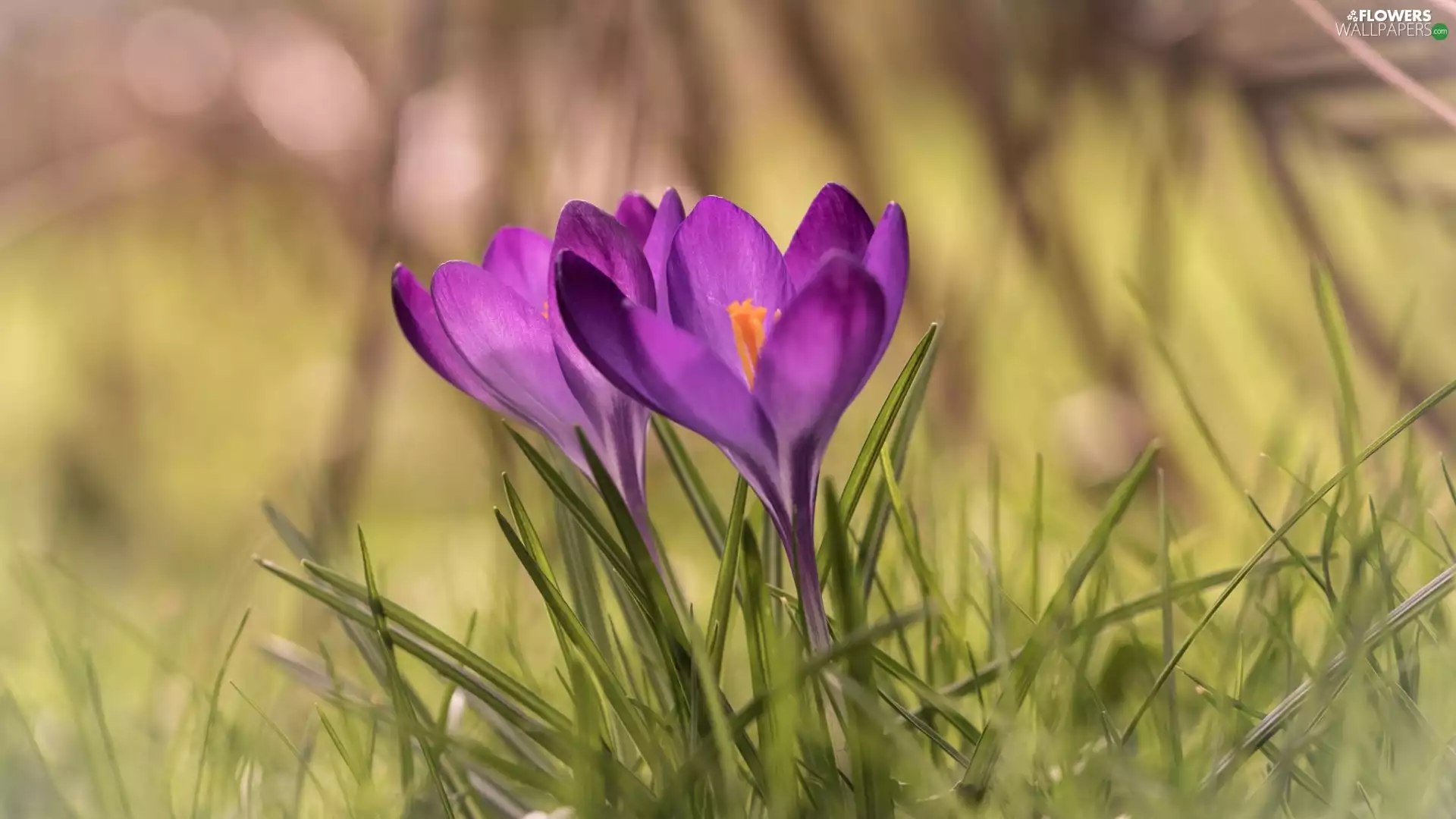 crocuses, Two cars, purple