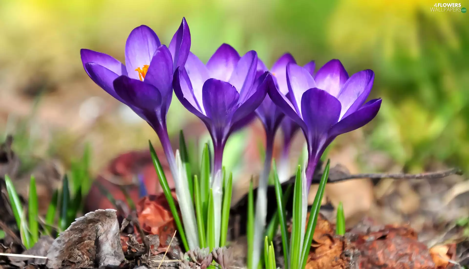 crocuses, Flowers, cluster, purple
