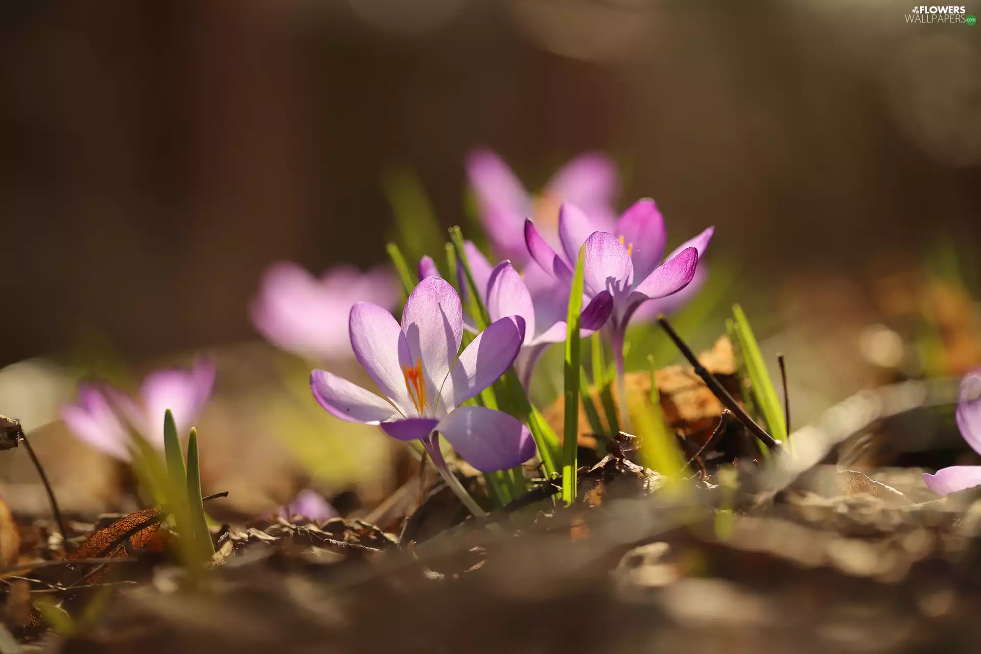 crocuses, illuminated, Flowers, purple