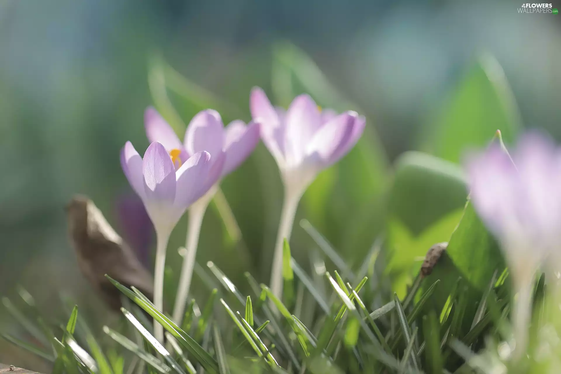 crocuses, Flowers, grass, purple