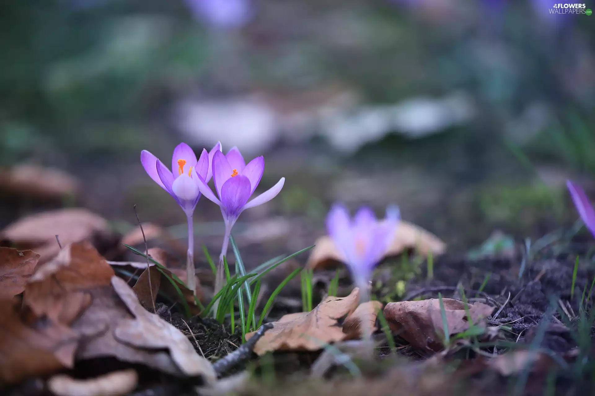 crocuses, Flowers, Leaf, purple